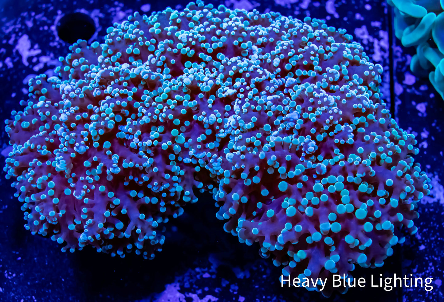 Frogspawn Coral - Mint Green Tip WYSIWYG 9cm Frogspawn Coral - Mint Green Tip WYSIWYG 9cm LPS Frogspawn Coral - Mint Green Tip WYSIWYG 9cm Zeo Box Reef