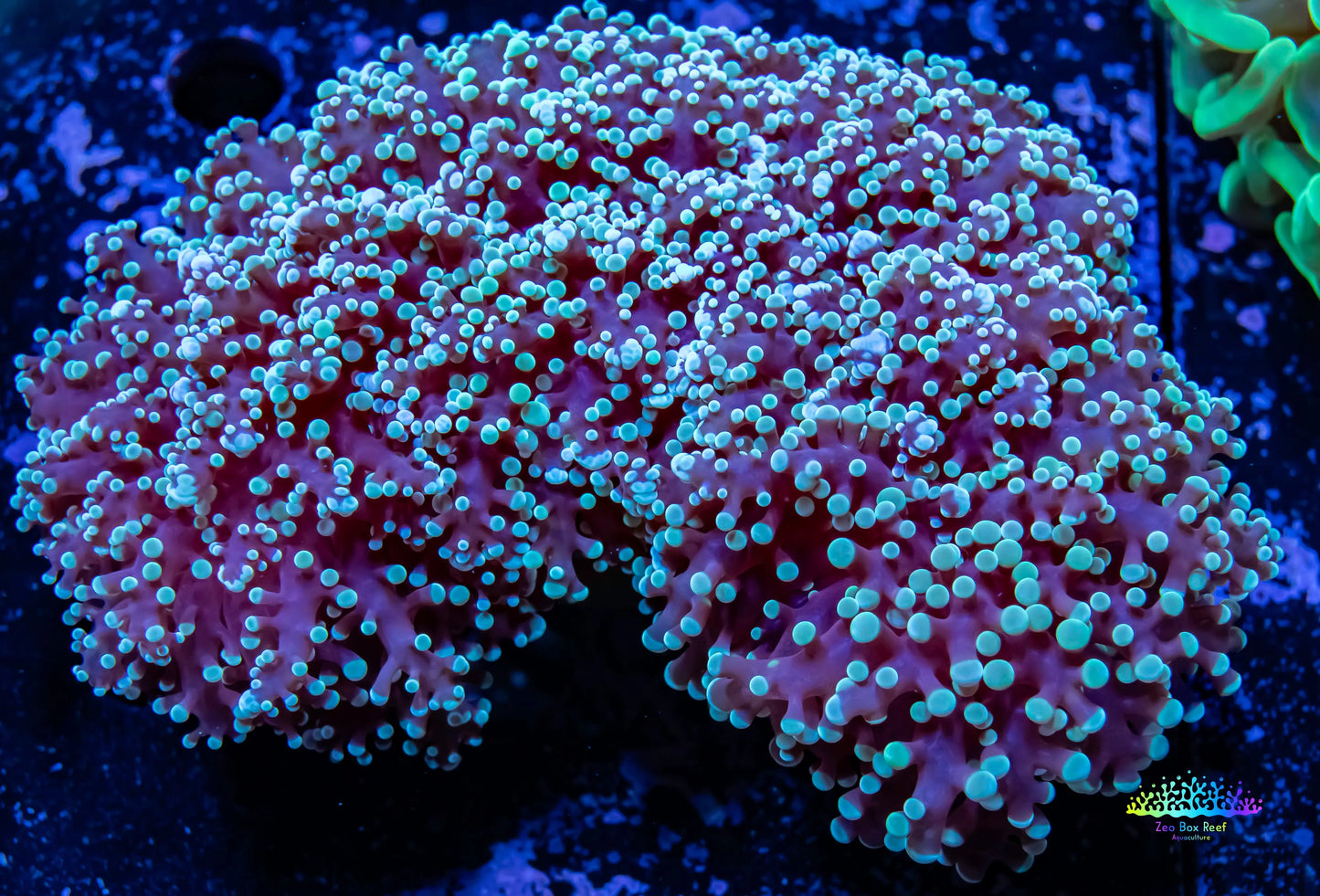 Frogspawn Coral - Mint Green Tip WYSIWYG 9cm Frogspawn Coral - Mint Green Tip WYSIWYG 9cm LPS Frogspawn Coral - Mint Green Tip WYSIWYG 9cm Zeo Box Reef