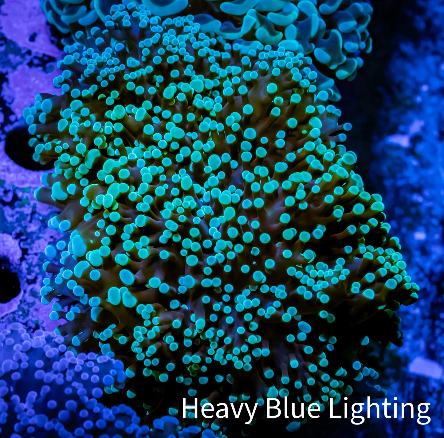 Frogspawn Coral - Mint Tip WYSIWYG 5cm D2R5B1 Frogspawn Coral - Mint Tip WYSIWYG 5cm D2R5B1 LPS Frogspawn Coral - Mint Tip WYSIWYG 5cm D2R5B1 Zeo Box Reef