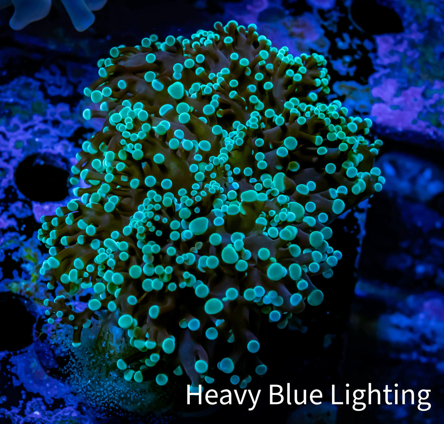 Frogspawn Coral - Mint Tip WYSIWYG 5cm D5R5B1 Frogspawn Coral - Mint Tip WYSIWYG 5cm D5R5B1 LPS Frogspawn Coral - Mint Tip WYSIWYG 5cm D5R5B1 Zeo Box Reef