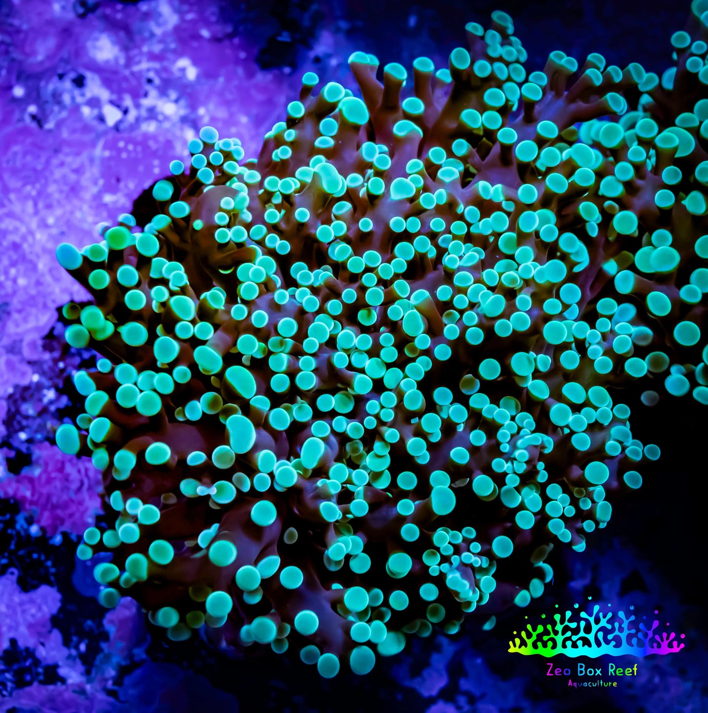Frogspawn Coral - Mint Tip WYSIWYG 6cm C1R5B1 Frogspawn Coral - Mint Tip WYSIWYG 6cm C1R5B1 LPS Frogspawn Coral - Mint Tip WYSIWYG 6cm C1R5B1 Zeo Box Reef