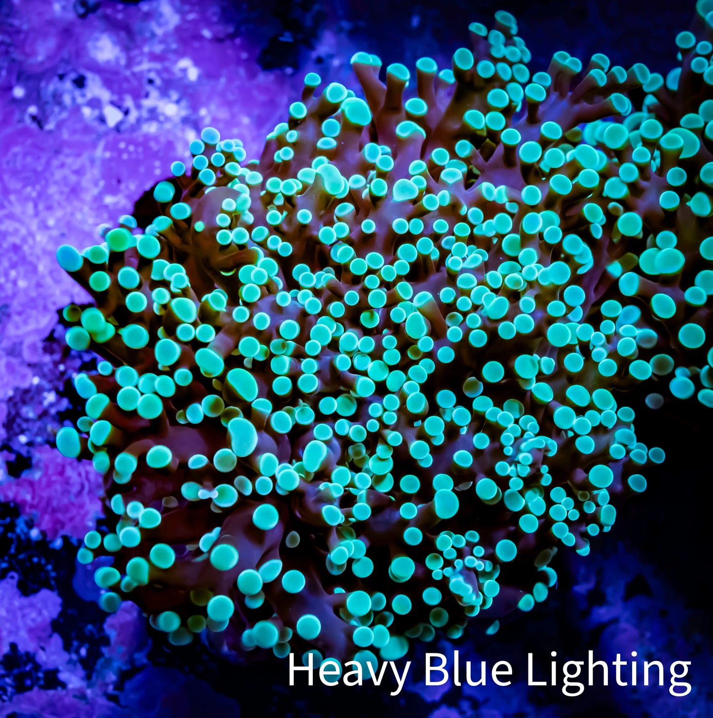Frogspawn Coral - Mint Tip WYSIWYG 6cm C1R5B1 Frogspawn Coral - Mint Tip WYSIWYG 6cm C1R5B1 LPS Frogspawn Coral - Mint Tip WYSIWYG 6cm C1R5B1 Zeo Box Reef