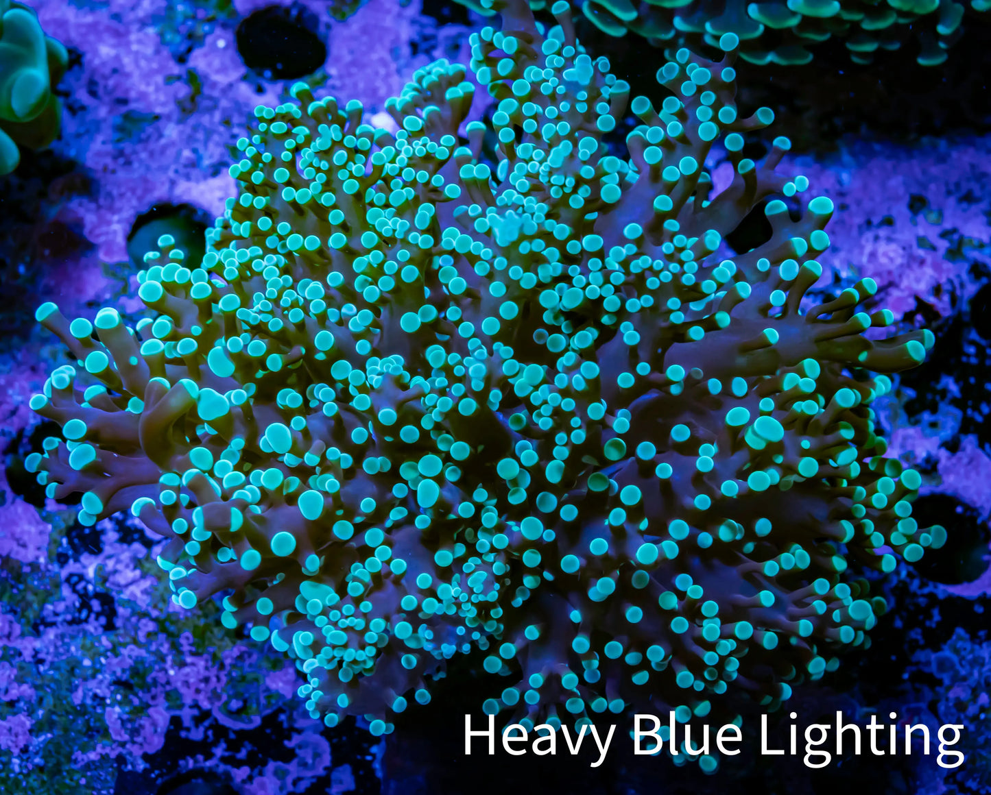 Frogspawn Coral - Mint Tip WYSIWYG 7cm C2R5B1 Frogspawn Coral - Mint Tip WYSIWYG 7cm C2R5B1 LPS Frogspawn Coral - Mint Tip WYSIWYG 7cm C2R5B1 Zeo Box Reef