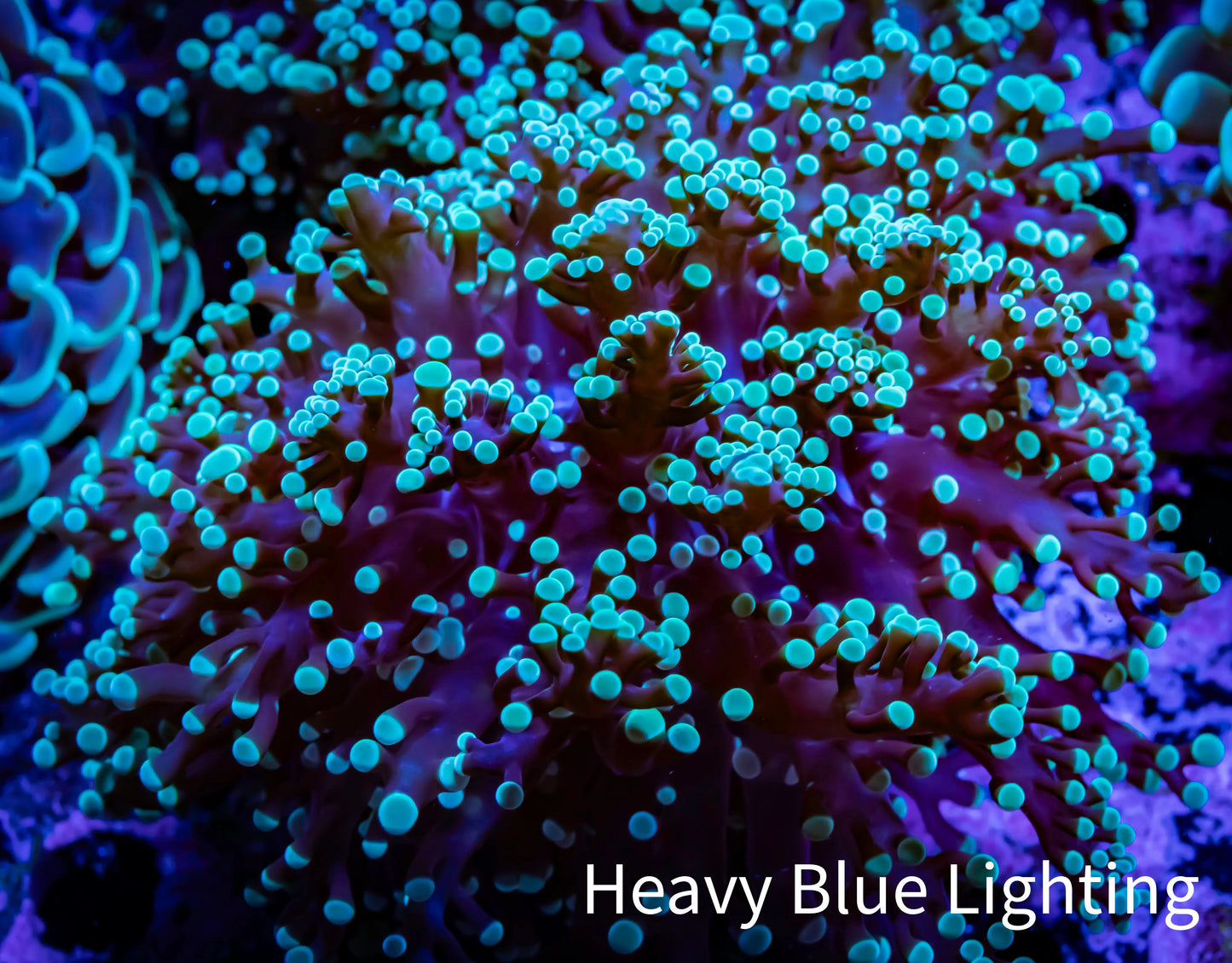 Frogspawn Coral - Mint Tip WYSIWYG 7cm C2R5B1 Frogspawn Coral - Mint Tip WYSIWYG 7cm C2R5B1 LPS Frogspawn Coral - Mint Tip WYSIWYG 7cm C2R5B1 Zeo Box Reef