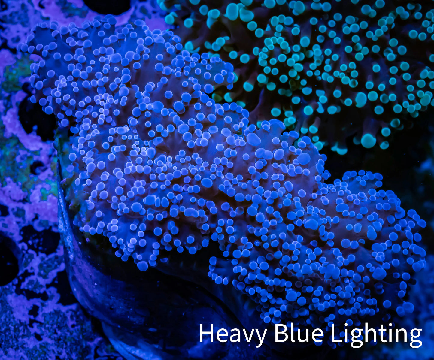 Frogspawn Coral - Purple Tip WYSIWYG 5cm D1R5B1 Frogspawn Coral - Purple Tip WYSIWYG 5cm D1R5B1 LPS Frogspawn Coral - Purple Tip WYSIWYG 5cm D1R5B1 Zeo Box Reef