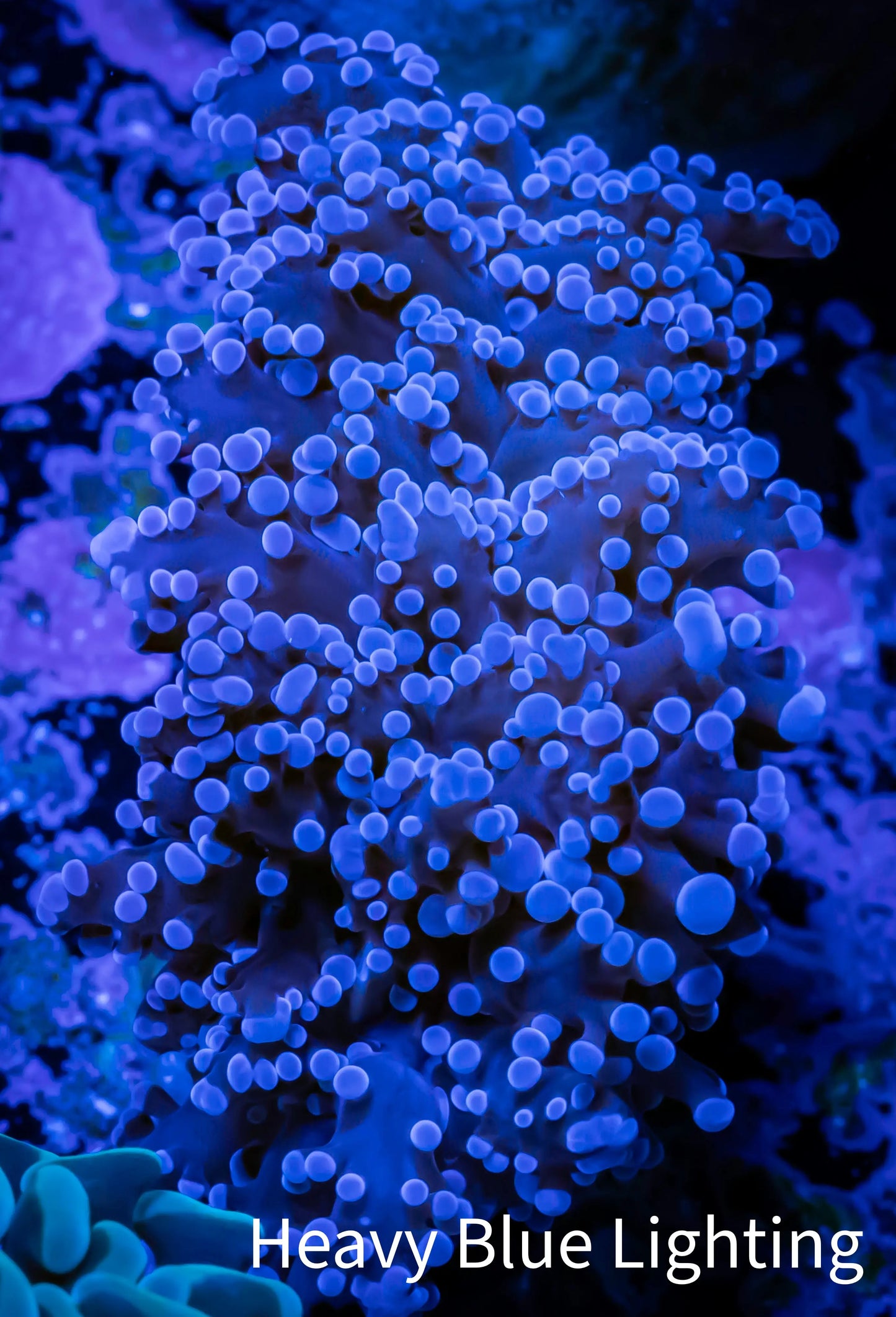 Frogspawn Coral - Purple Tip WYSIWYG 5cm D4R5B1 Frogspawn Coral - Purple Tip WYSIWYG 5cm D4R5B1 LPS Frogspawn Coral - Purple Tip WYSIWYG 5cm D4R5B1 Zeo Box Reef