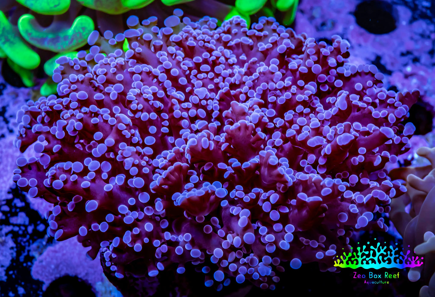 Frogspawn Coral - Purple Tip WYSIWYG 8cm B4R5B1 Frogspawn Coral - Purple Tip WYSIWYG 8cm B4R5B1 LPS Frogspawn Coral - Purple Tip WYSIWYG 8cm B4R5B1 Zeo Box Reef