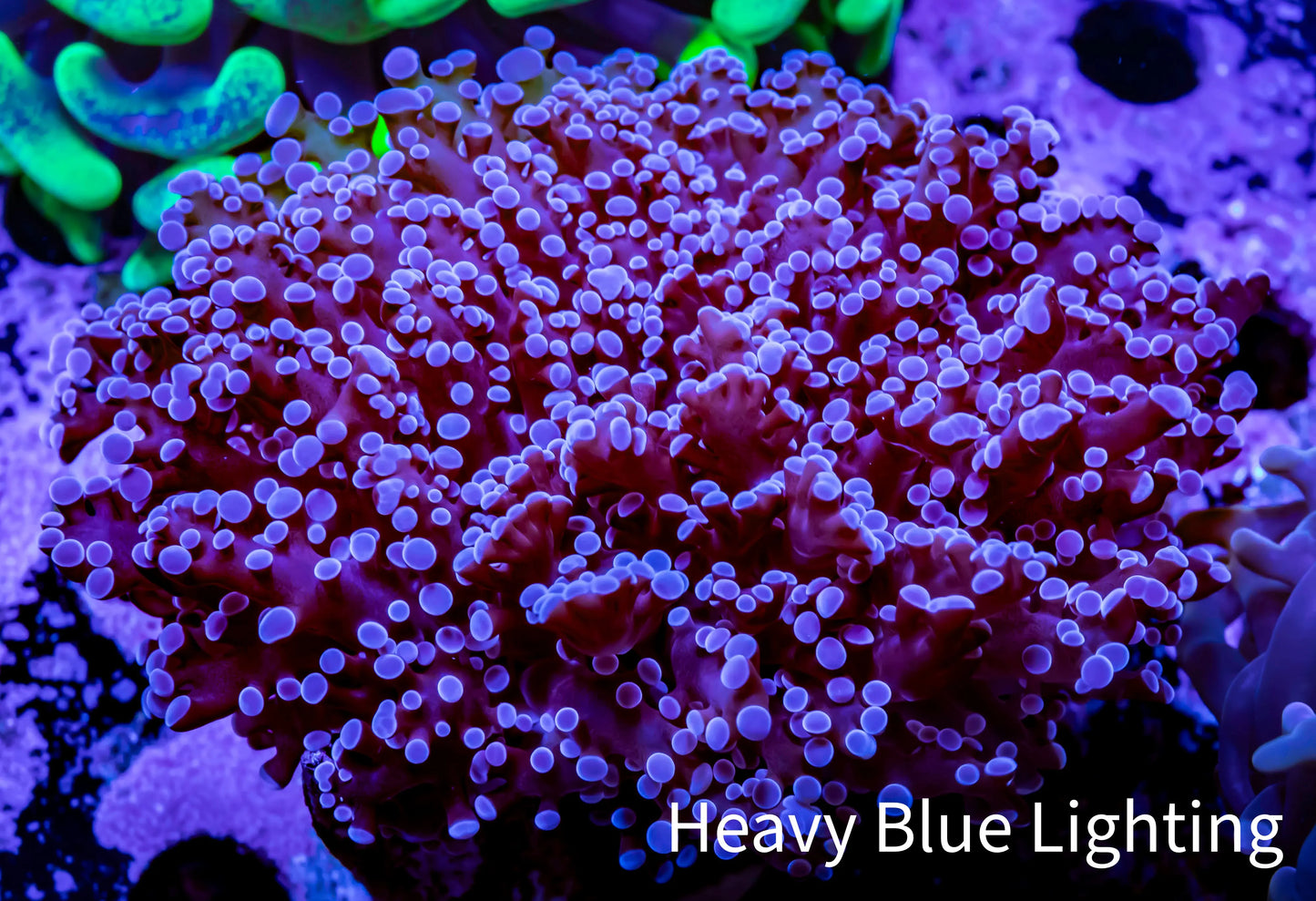 Frogspawn Coral - Purple Tip WYSIWYG 8cm B4R5B1 Frogspawn Coral - Purple Tip WYSIWYG 8cm B4R5B1 LPS Frogspawn Coral - Purple Tip WYSIWYG 8cm B4R5B1 Zeo Box Reef