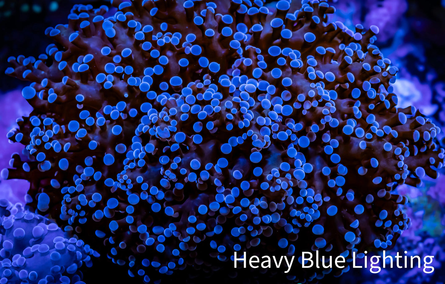 Frogspawn Coral - Purple Tip WYSIWYG 8cm C4R5B1 Frogspawn Coral - Purple Tip WYSIWYG 8cm C4R5B1 LPS Frogspawn Coral - Purple Tip WYSIWYG 8cm C4R5B1 Zeo Box Reef
