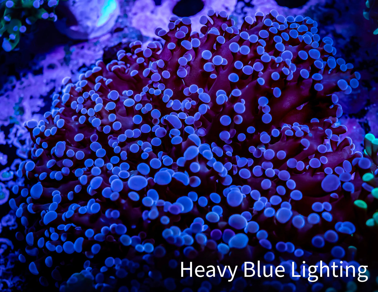 Frogspawn Coral - Purple Tip WYSIWYG 8cm C4R5B1 (Copy) Frogspawn Coral - Purple Tip WYSIWYG 8cm C4R5B1 (Copy) LPS Frogspawn Coral - Purple Tip WYSIWYG 8cm C4R5B1 (Copy) Zeo Box Reef