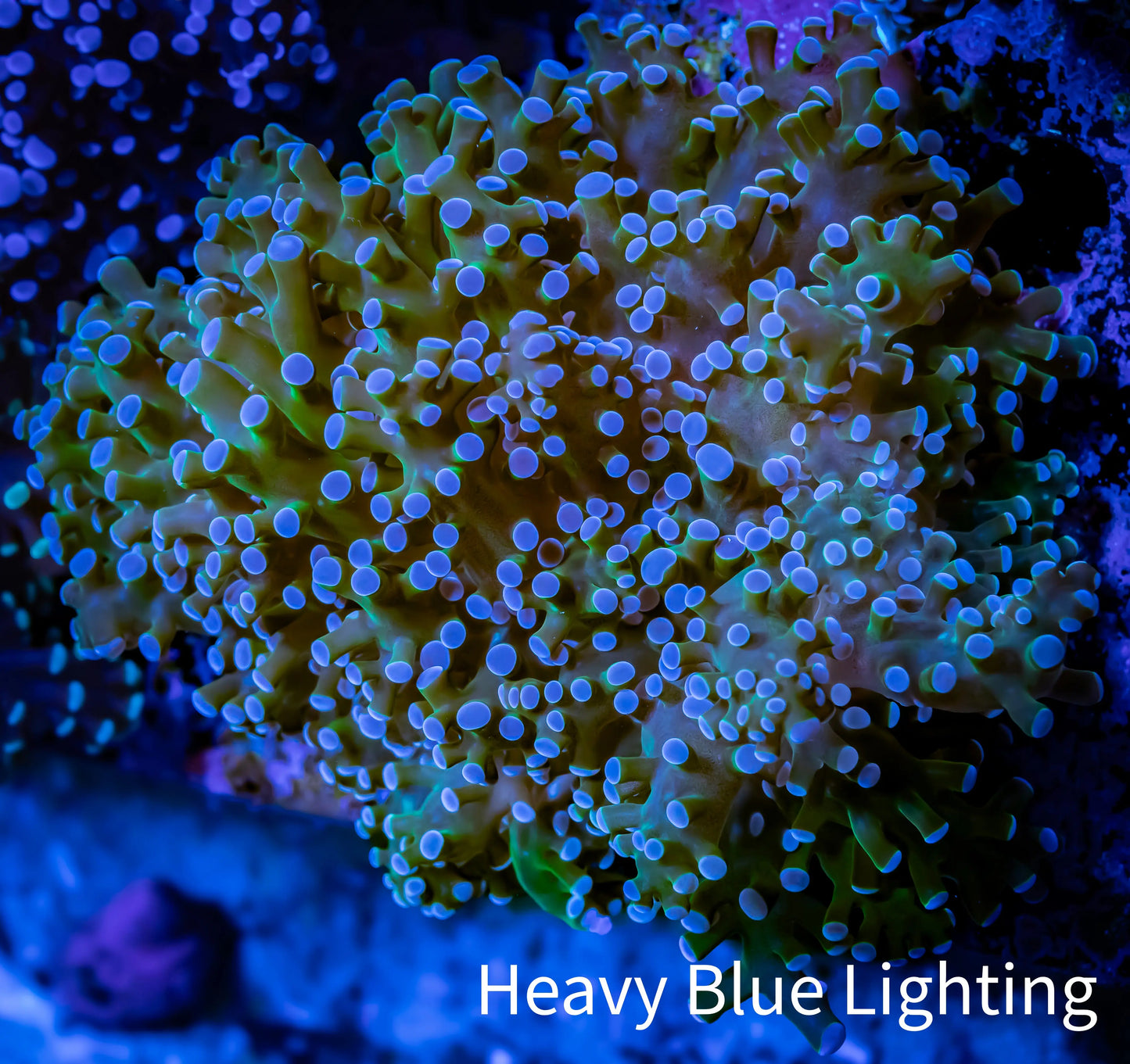 Frogspawn Coral - Reverse WYSIWYG 8cm D5R5B1 Frogspawn Coral - Reverse WYSIWYG 8cm D5R5B1 LPS Frogspawn Coral - Reverse WYSIWYG 8cm D5R5B1 Zeo Box Reef