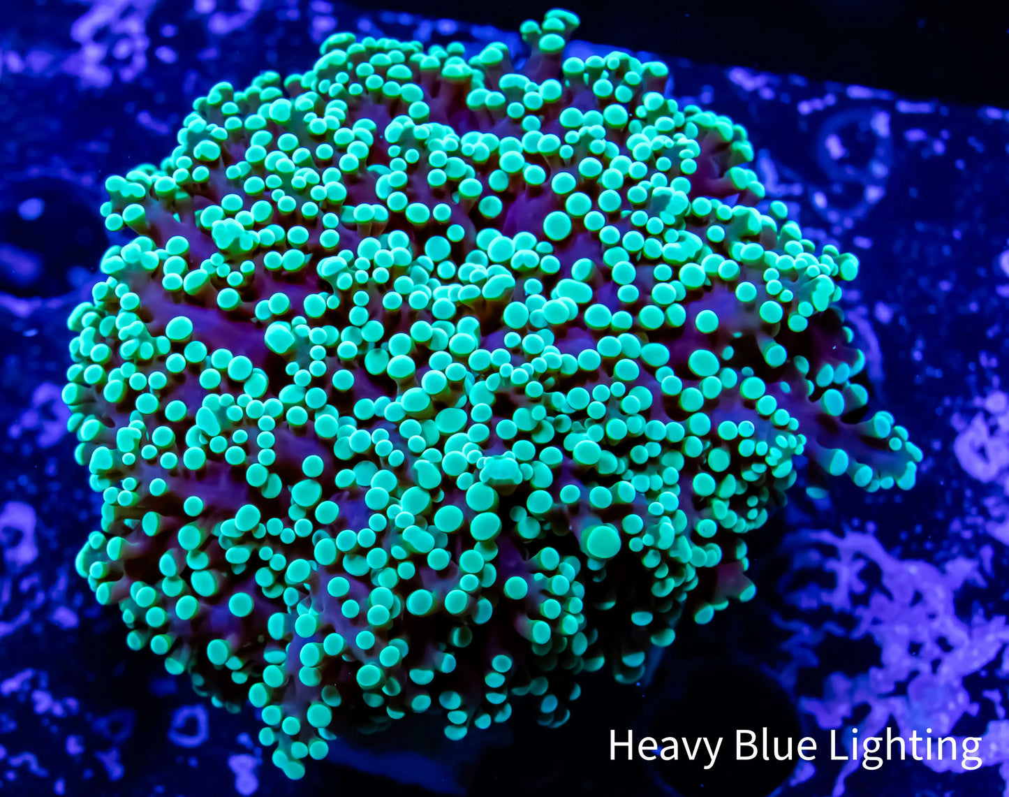 Frogspawn Coral - Toxic Green Tip WYSIWYG 6cm Frogspawn Coral - Toxic Green Tip WYSIWYG 6cm LPS Frogspawn Coral - Toxic Green Tip WYSIWYG 6cm Zeo Box Reef