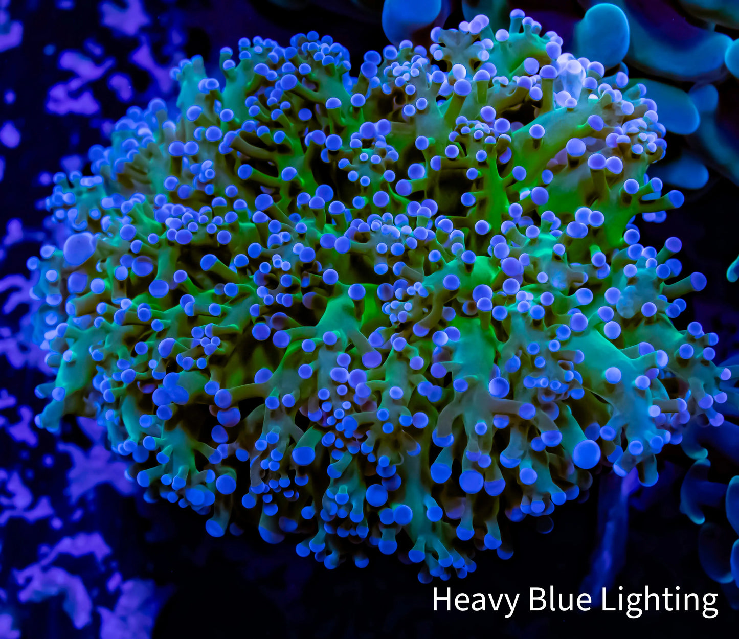 Frogspawn Coral - Ultra Blue Tip Green Stem 5cm Frogspawn Coral - Ultra Blue Tip Green Stem 5cm LPS Frogspawn Coral - Ultra Blue Tip Green Stem 5cm Zeo Box Reef