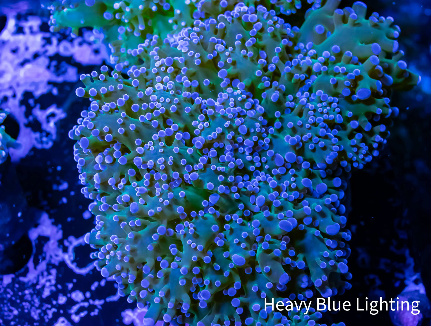 Frogspawn Coral - Ultra Blue Tip Green Stem WYSIWYG 5cm Frogspawn Coral - Ultra Blue Tip Green Stem WYSIWYG 5cm LPS Frogspawn Coral - Ultra Blue Tip Green Stem WYSIWYG 5cm Zeo Box Reef