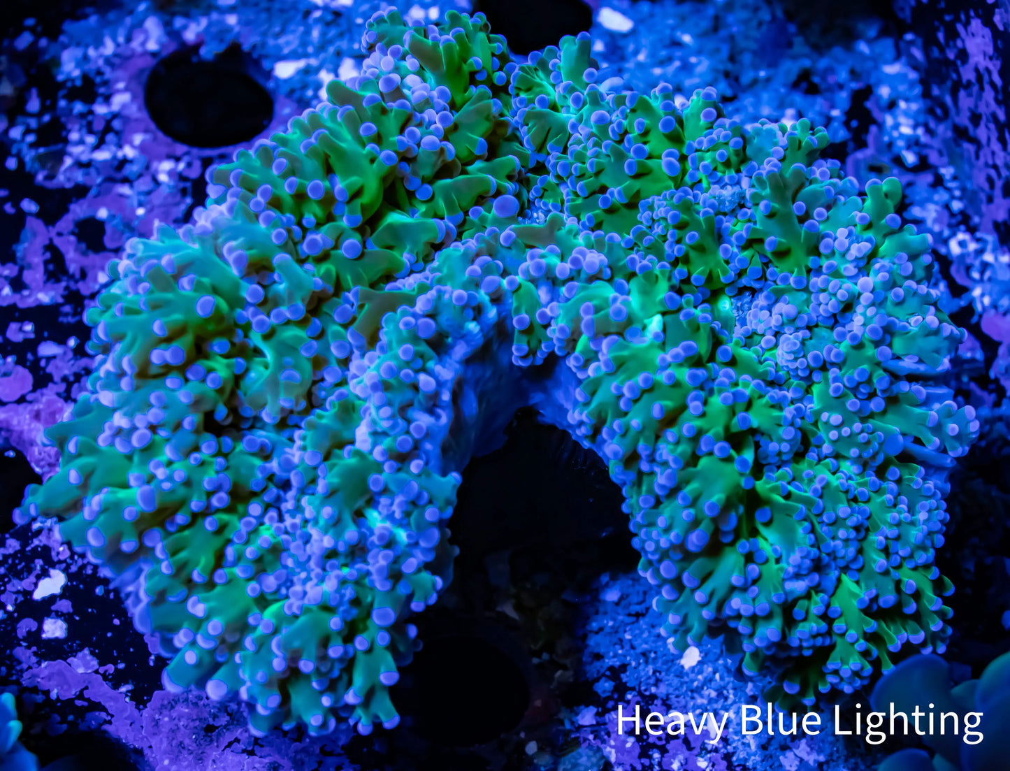 Frogspawn Coral - Ultra Blue Tip Green Stem WYSIWYG 9cm Frogspawn Coral - Ultra Blue Tip Green Stem WYSIWYG 9cm LPS Frogspawn Coral - Ultra Blue Tip Green Stem WYSIWYG 9cm Zeo Box Reef