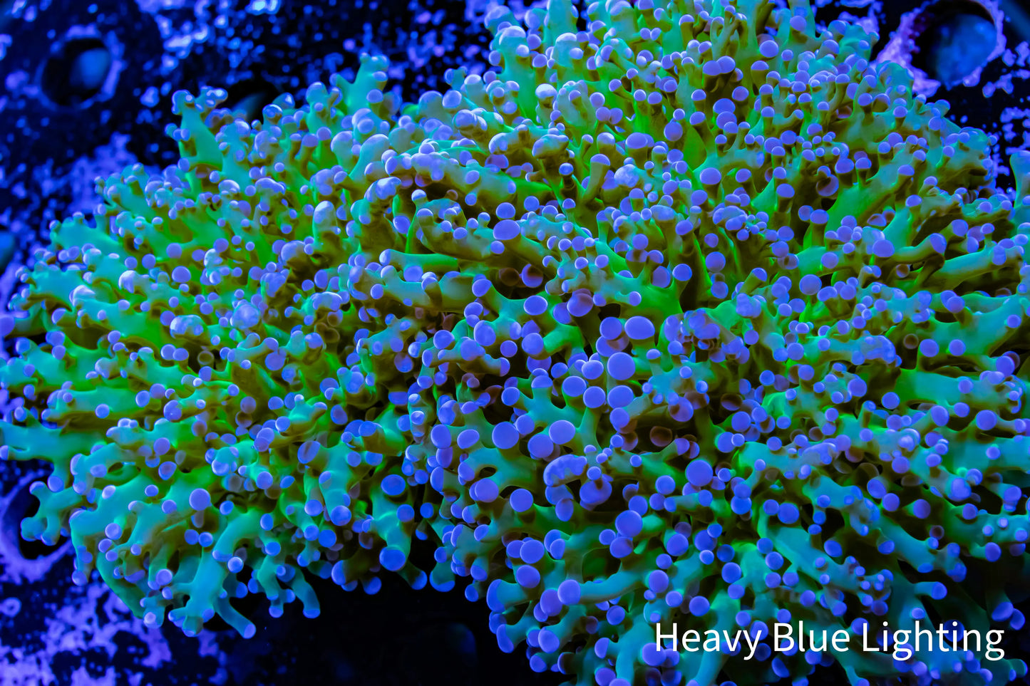 Frogspawn Coral - Ultra Blue Tip Toxic Green Stem WYSIWYG 13cm Frogspawn Coral - Ultra Blue Tip Toxic Green Stem WYSIWYG 13cm LPS Frogspawn Coral - Ultra Blue Tip Toxic Green Stem WYSIWYG 13cm Zeo Box Reef