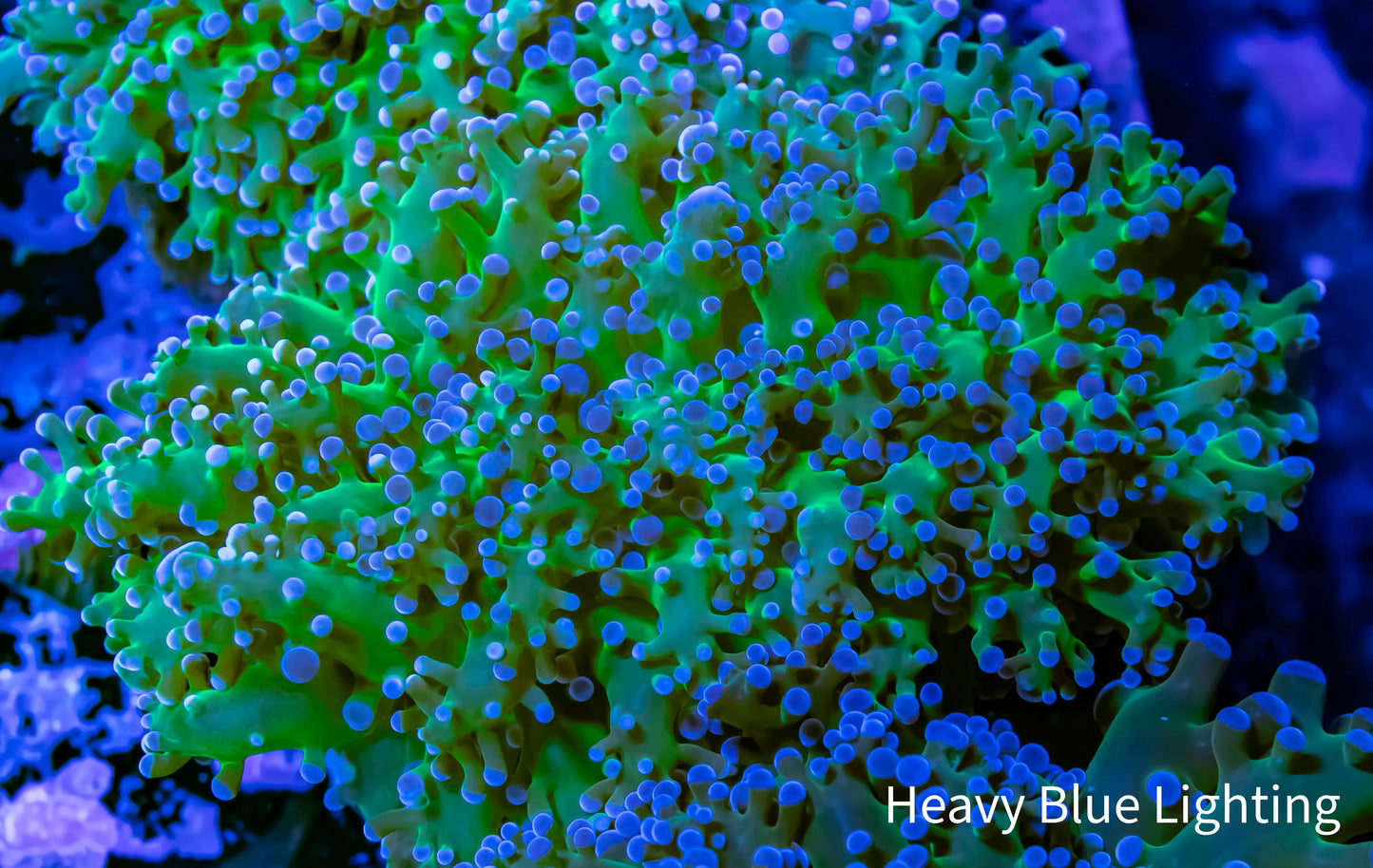 Frogspawn Coral - Ultra Blue Tip Toxic Green Stem WYSIWYG 5cm Frogspawn Coral - Ultra Blue Tip Toxic Green Stem WYSIWYG 5cm LPS Frogspawn Coral - Ultra Blue Tip Toxic Green Stem WYSIWYG 5cm Zeo Box Reef