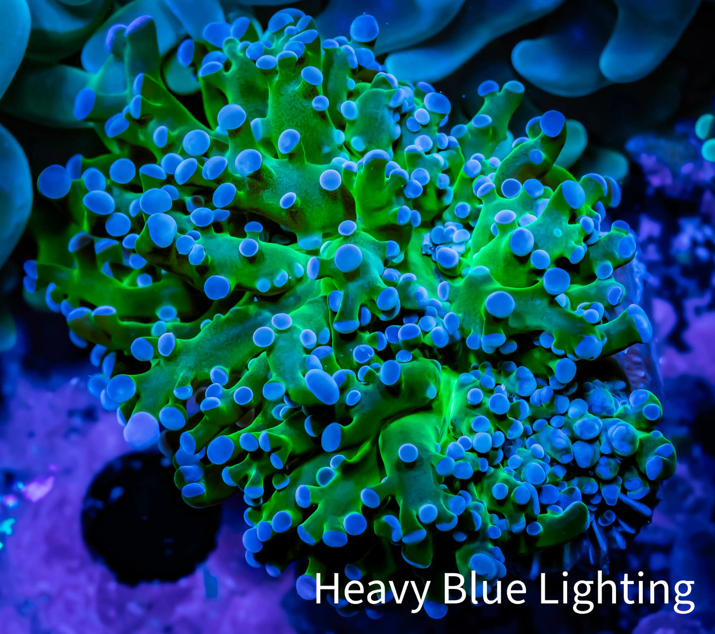 Frogspawn Coral - Ultra Reverse WYSIWYG 4cm C3R5B1 Frogspawn Coral - Ultra Reverse WYSIWYG 4cm C3R5B1 LPS Frogspawn Coral - Ultra Reverse WYSIWYG 4cm C3R5B1 Zeo Box Reef