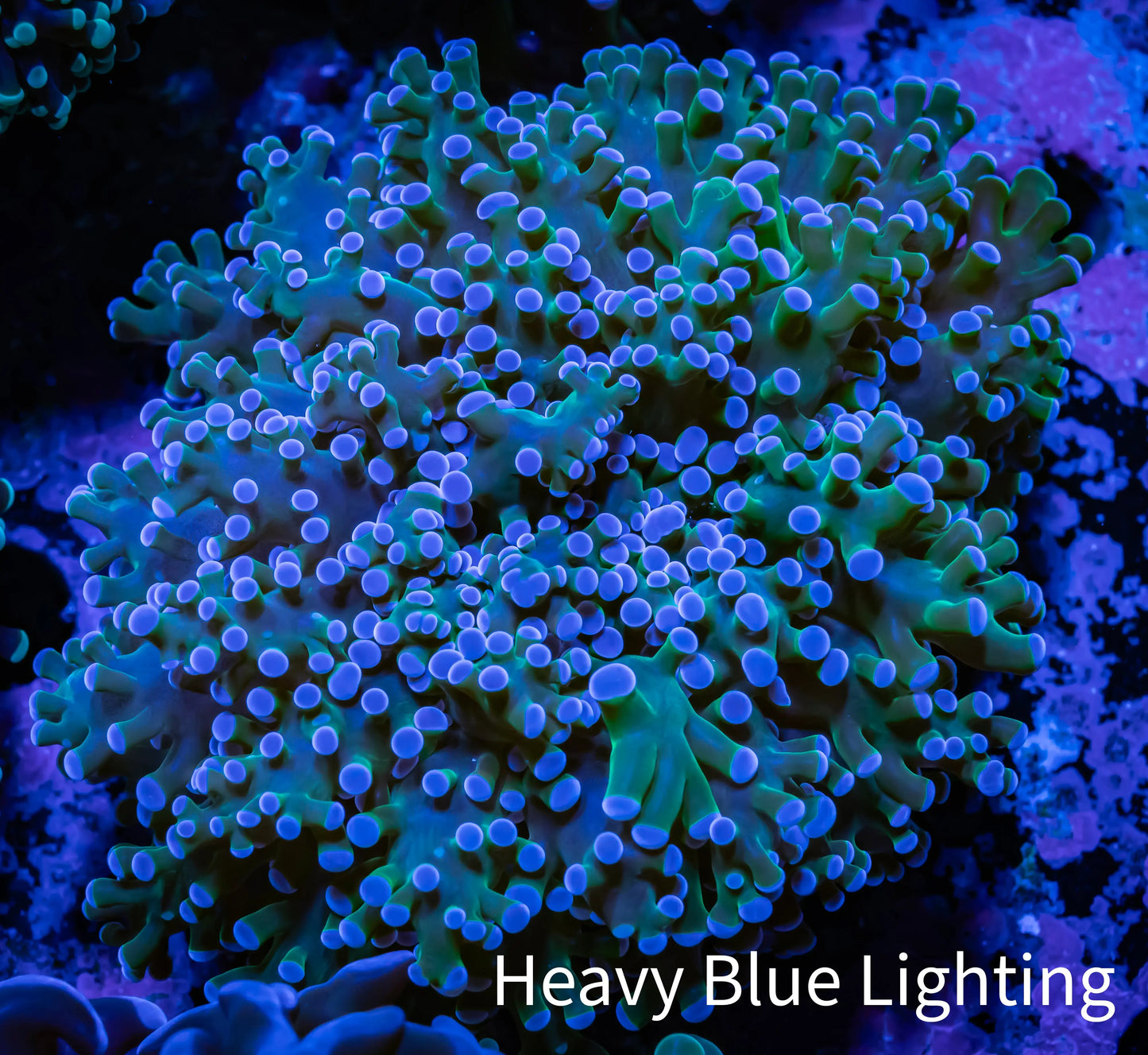 Frogspawn Coral - Ultra Reverse WYSIWYG 8cm B2R6B1 Frogspawn Coral - Ultra Reverse WYSIWYG 8cm B2R6B1 LPS Frogspawn Coral - Ultra Reverse WYSIWYG 8cm B2R6B1 Zeo Box Reef
