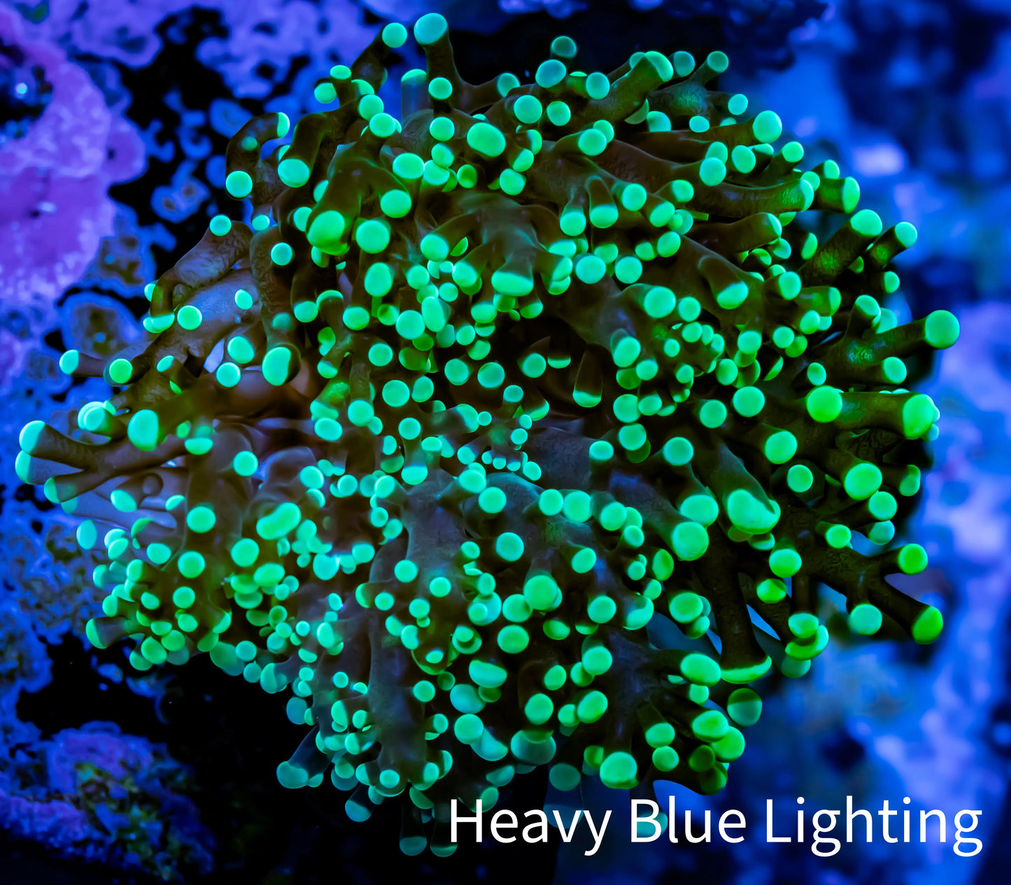 Frogspawn Coral - Ultra Toxic Green Tip WYSIWYG 5cm E1R5B1 Frogspawn Coral - Ultra Toxic Green Tip WYSIWYG 5cm E1R5B1 LPS Frogspawn Coral - Ultra Toxic Green Tip WYSIWYG 5cm E1R5B1 Zeo Box Reef
