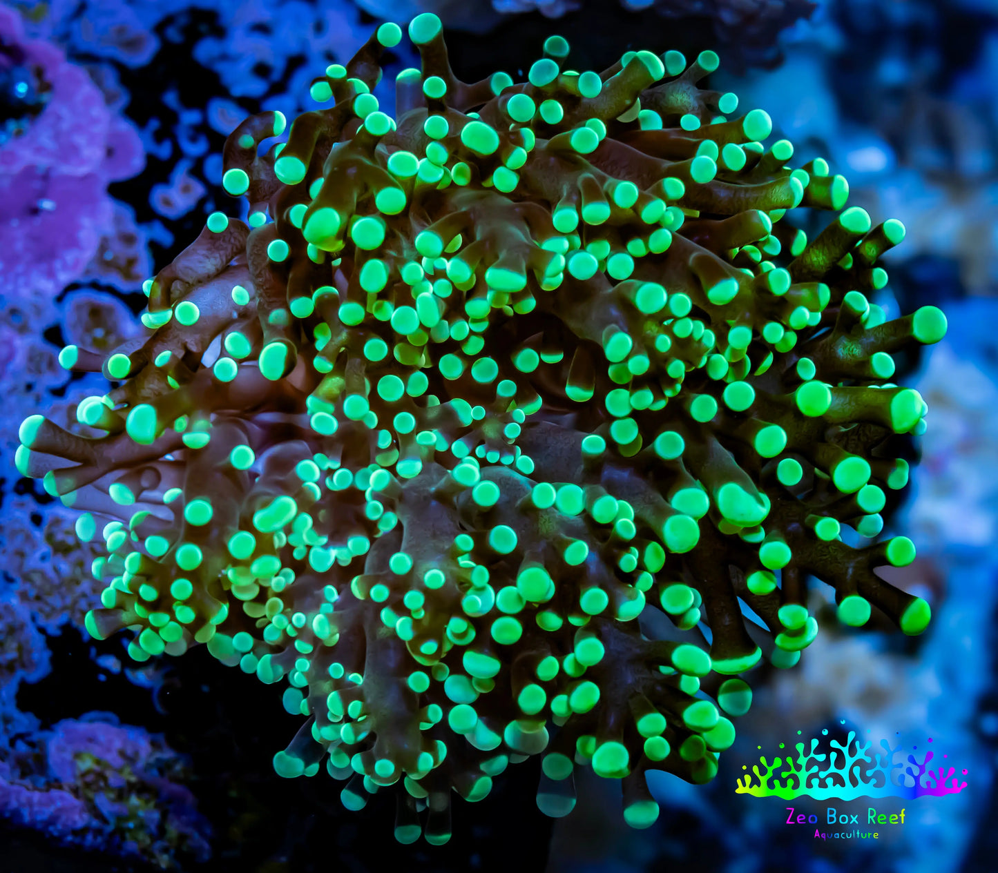 Frogspawn Coral - Ultra Toxic Green Tip WYSIWYG 5cm E1R5B1 Frogspawn Coral - Ultra Toxic Green Tip WYSIWYG 5cm E1R5B1 LPS Frogspawn Coral - Ultra Toxic Green Tip WYSIWYG 5cm E1R5B1 Zeo Box Reef