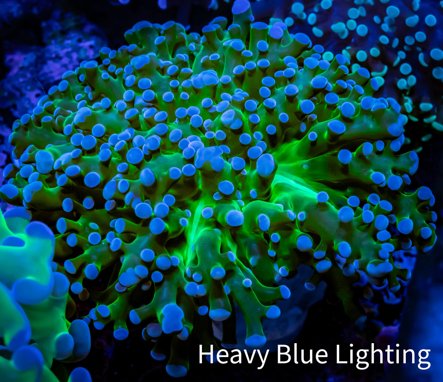 Frogspawn Coral - Ultra Toxic Green Tip WYSIWYG 5cm E3R5B1 Frogspawn Coral - Ultra Toxic Green Tip WYSIWYG 5cm E3R5B1 LPS Frogspawn Coral - Ultra Toxic Green Tip WYSIWYG 5cm E3R5B1 Zeo Box Reef