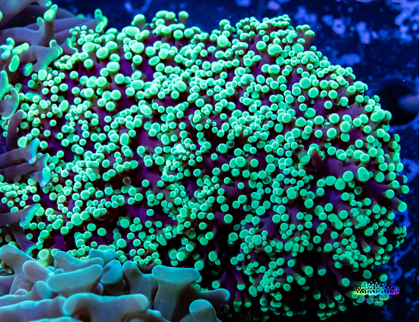 Frogspawn Coral - Ultra Toxic Green Tip WYSIWYG 6cm Frogspawn Coral - Ultra Toxic Green Tip WYSIWYG 6cm LPS Frogspawn Coral - Ultra Toxic Green Tip WYSIWYG 6cm Zeo Box Reef