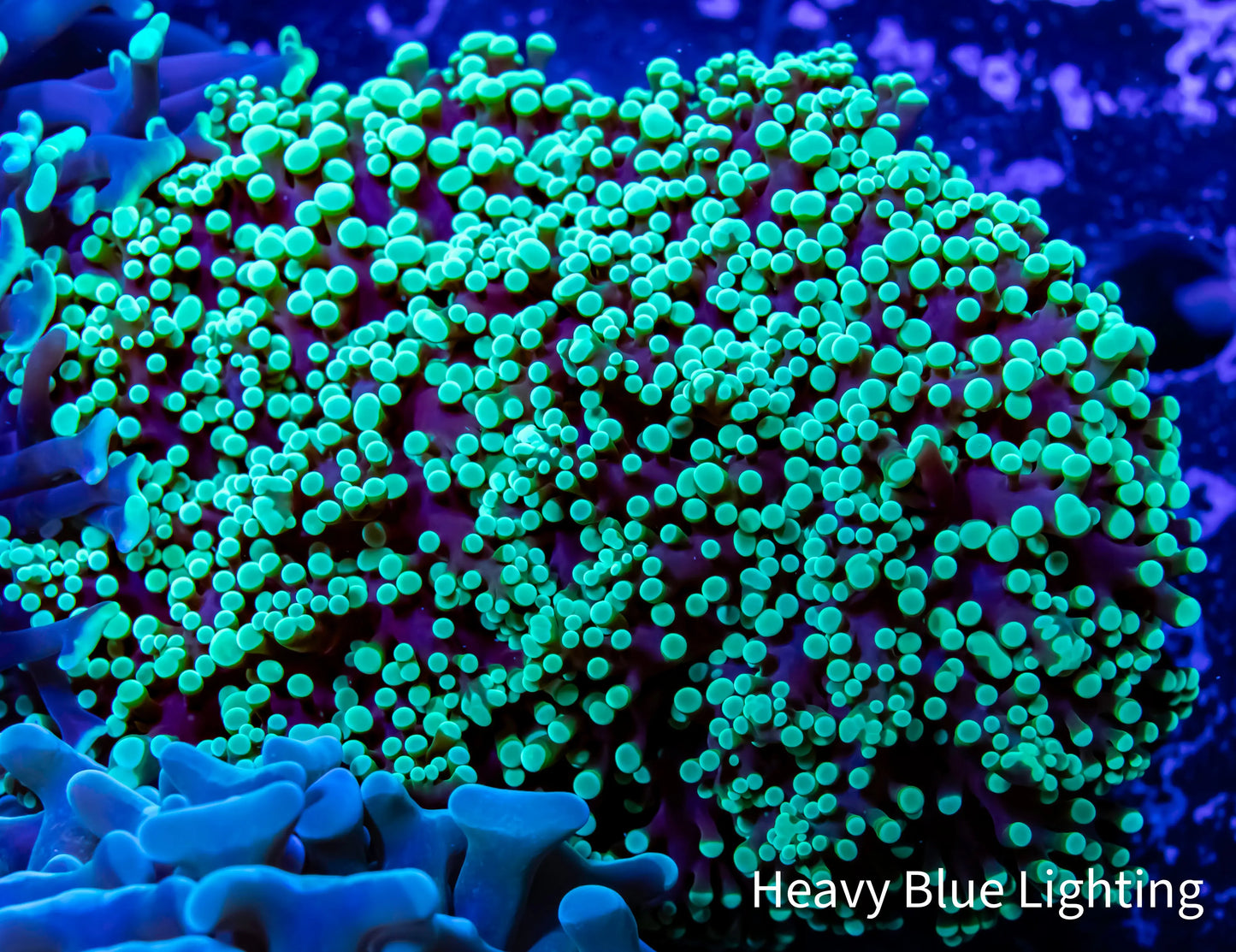 Frogspawn Coral - Ultra Toxic Green Tip WYSIWYG 6cm Frogspawn Coral - Ultra Toxic Green Tip WYSIWYG 6cm LPS Frogspawn Coral - Ultra Toxic Green Tip WYSIWYG 6cm Zeo Box Reef