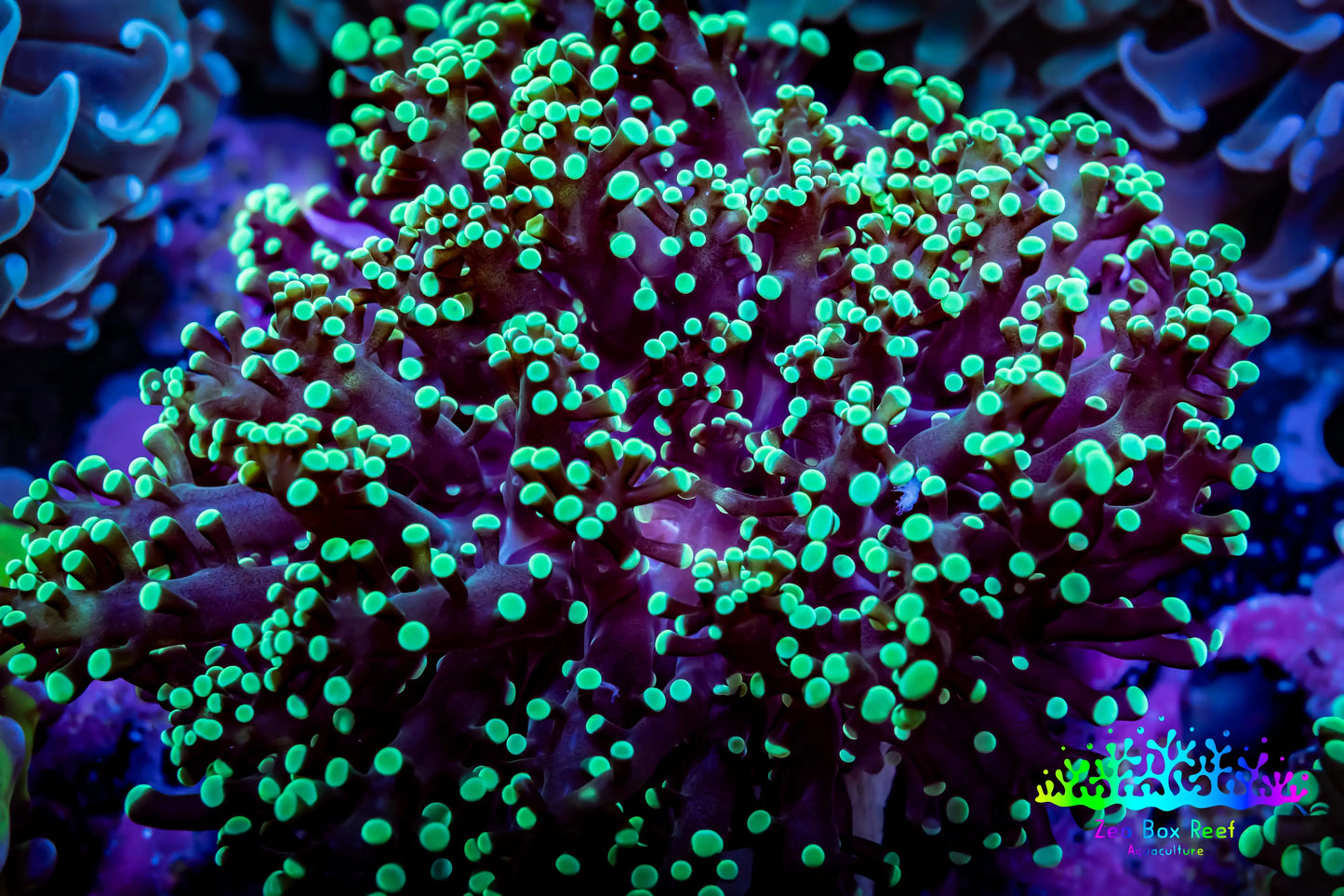 Frogspawn Coral - Ultra Toxic Green Tip WYSIWYG 8cm C3R5B1 Frogspawn Coral - Ultra Toxic Green Tip WYSIWYG 8cm C3R5B1 LPS Frogspawn Coral - Ultra Toxic Green Tip WYSIWYG 8cm C3R5B1 Zeo Box Reef