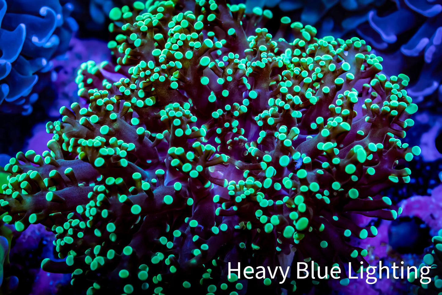 Frogspawn Coral - Ultra Toxic Green Tip WYSIWYG 8cm C3R5B1 Frogspawn Coral - Ultra Toxic Green Tip WYSIWYG 8cm C3R5B1 LPS Frogspawn Coral - Ultra Toxic Green Tip WYSIWYG 8cm C3R5B1 Zeo Box Reef