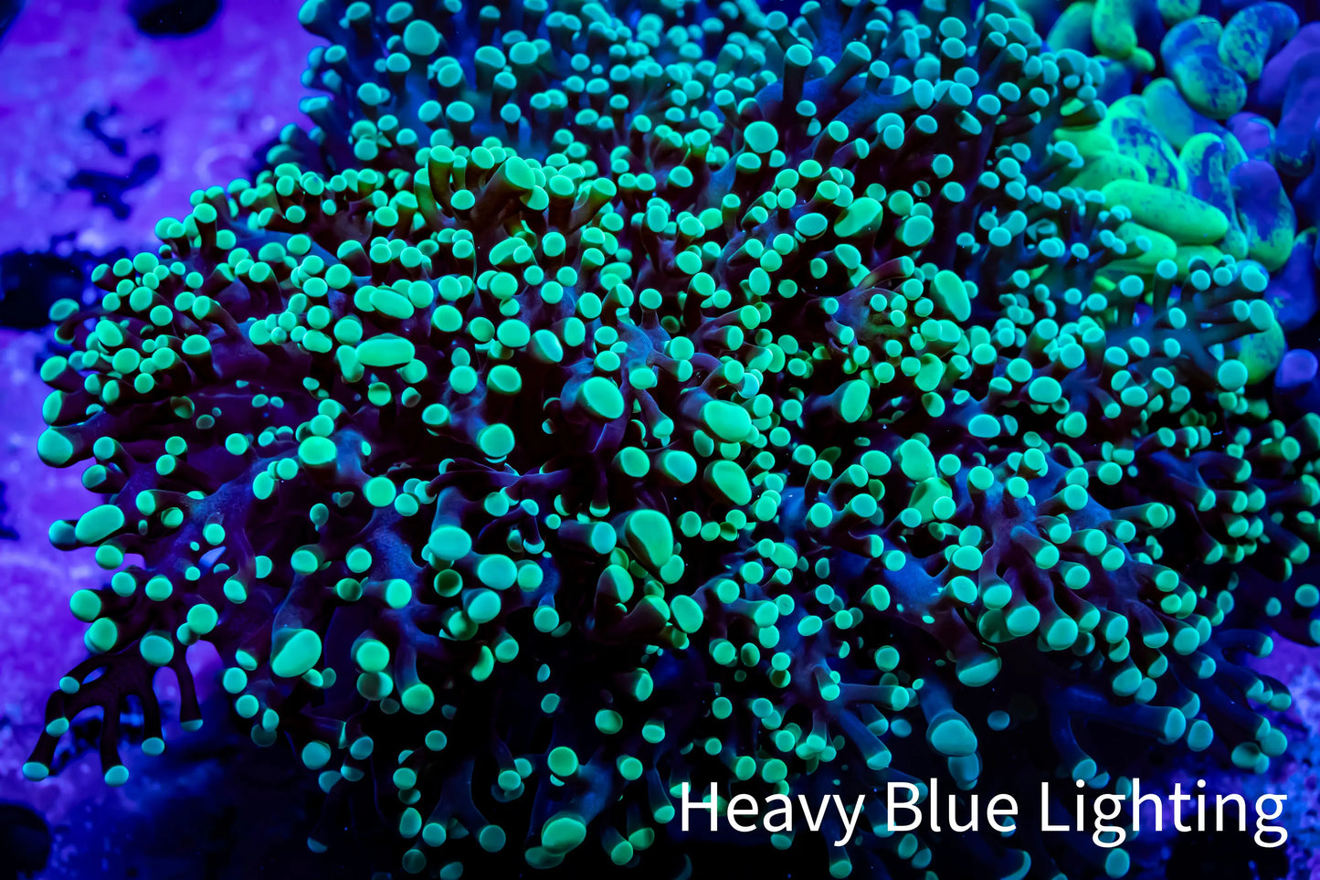 Frogspawn Coral - Ultra Toxic Green Tip WYSIWYG 8cm C4R5B1 Frogspawn Coral - Ultra Toxic Green Tip WYSIWYG 8cm C4R5B1 LPS Frogspawn Coral - Ultra Toxic Green Tip WYSIWYG 8cm C4R5B1 Zeo Box Reef