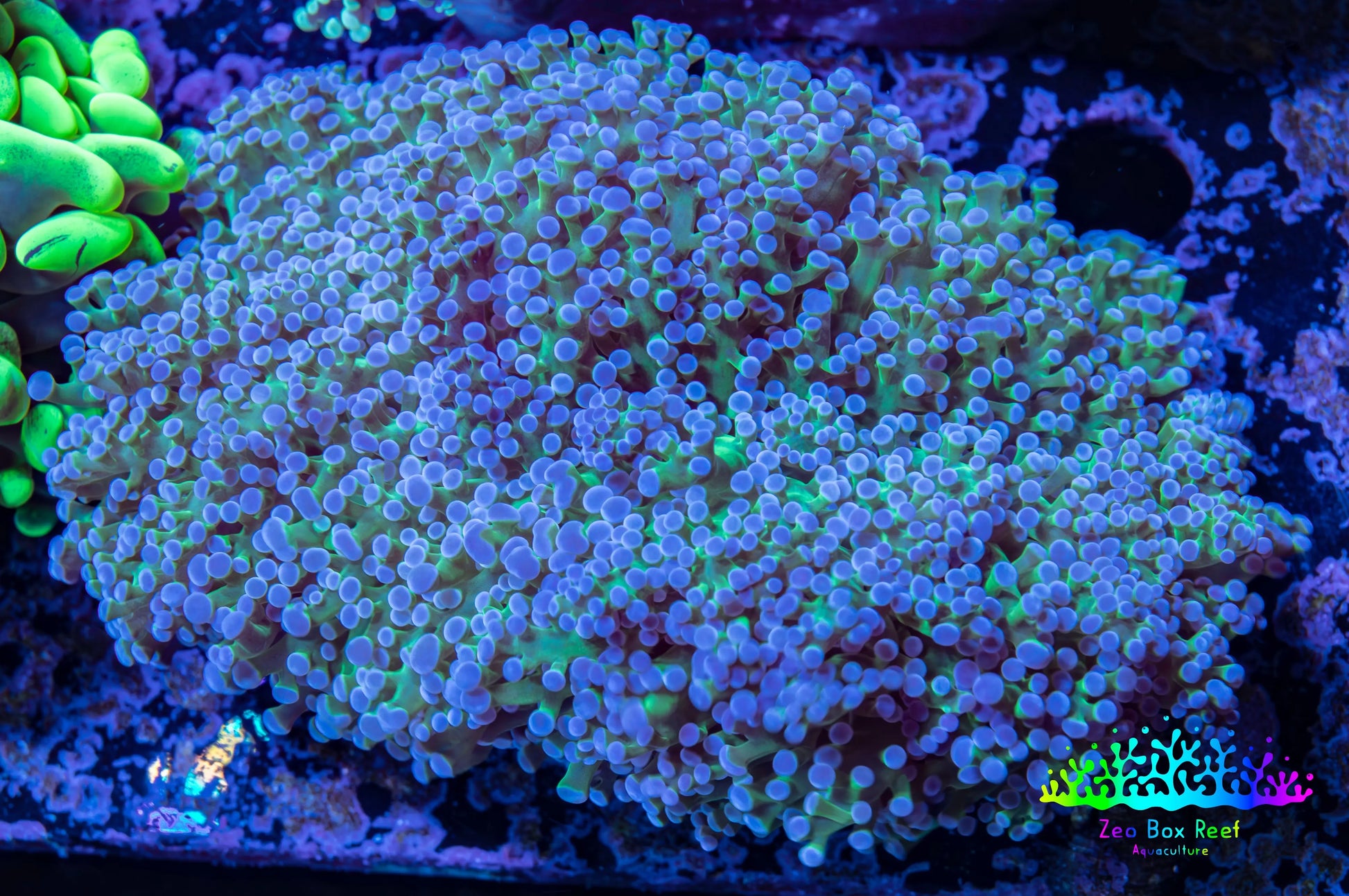 Frogspawn Coral -  WYSIWYG 10cm  C1R5B1 Frogspawn Coral -  WYSIWYG 10cm  C1R5B1 LPS Frogspawn Coral -  WYSIWYG 10cm  C1R5B1 Zeo Box Reef