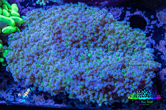 Frogspawn Coral -  WYSIWYG 10cm  C1R5B1 Frogspawn Coral -  WYSIWYG 10cm  C1R5B1 LPS Frogspawn Coral -  WYSIWYG 10cm  C1R5B1 Zeo Box Reef