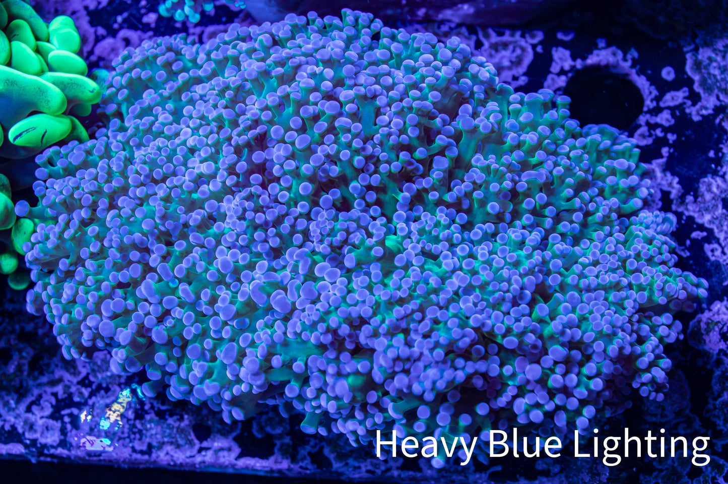 Frogspawn Coral - WYSIWYG 10cm C1R5B1 Frogspawn Coral - WYSIWYG 10cm C1R5B1 LPS Frogspawn Coral - WYSIWYG 10cm C1R5B1 Zeo Box Reef