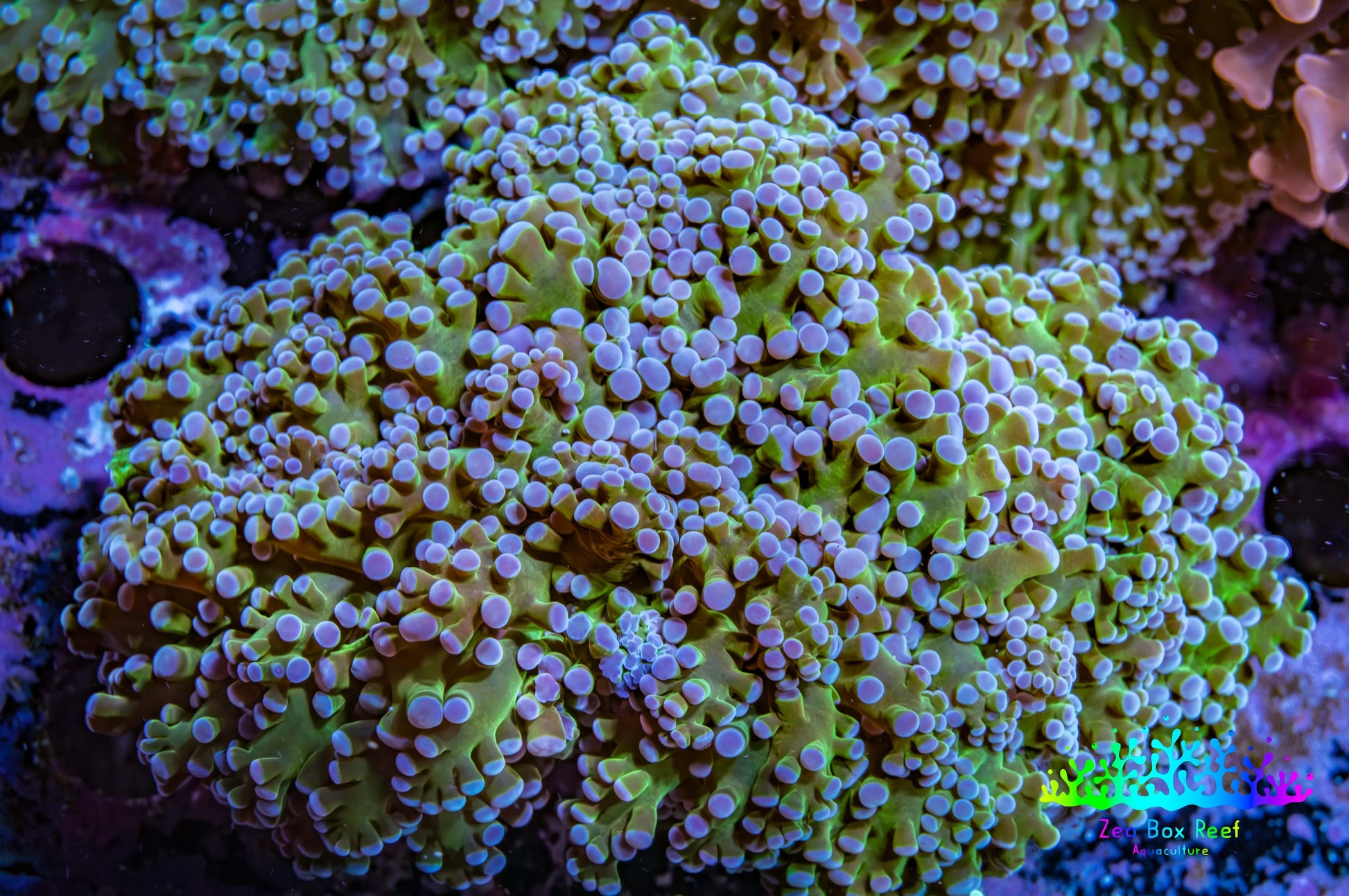 Frogspawn Coral -  WYSIWYG 10cm  C1R5B1 Frogspawn Coral -  WYSIWYG 10cm  C1R5B1 LPS Frogspawn Coral -  WYSIWYG 10cm  C1R5B1 Zeo Box Reef
