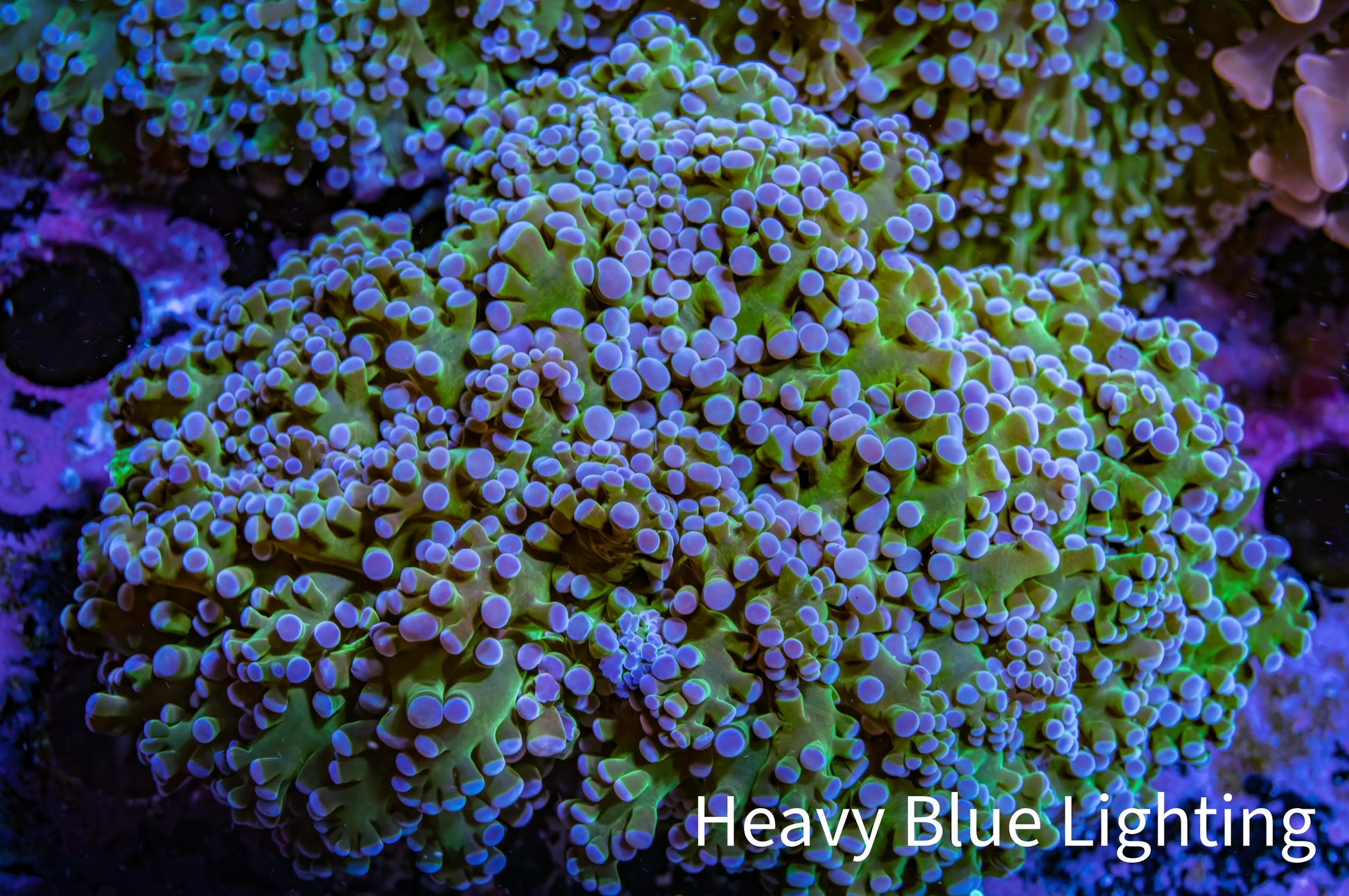 Frogspawn Coral -  WYSIWYG 10cm  C1R5B1 Frogspawn Coral -  WYSIWYG 10cm  C1R5B1 LPS Frogspawn Coral -  WYSIWYG 10cm  C1R5B1 Zeo Box Reef