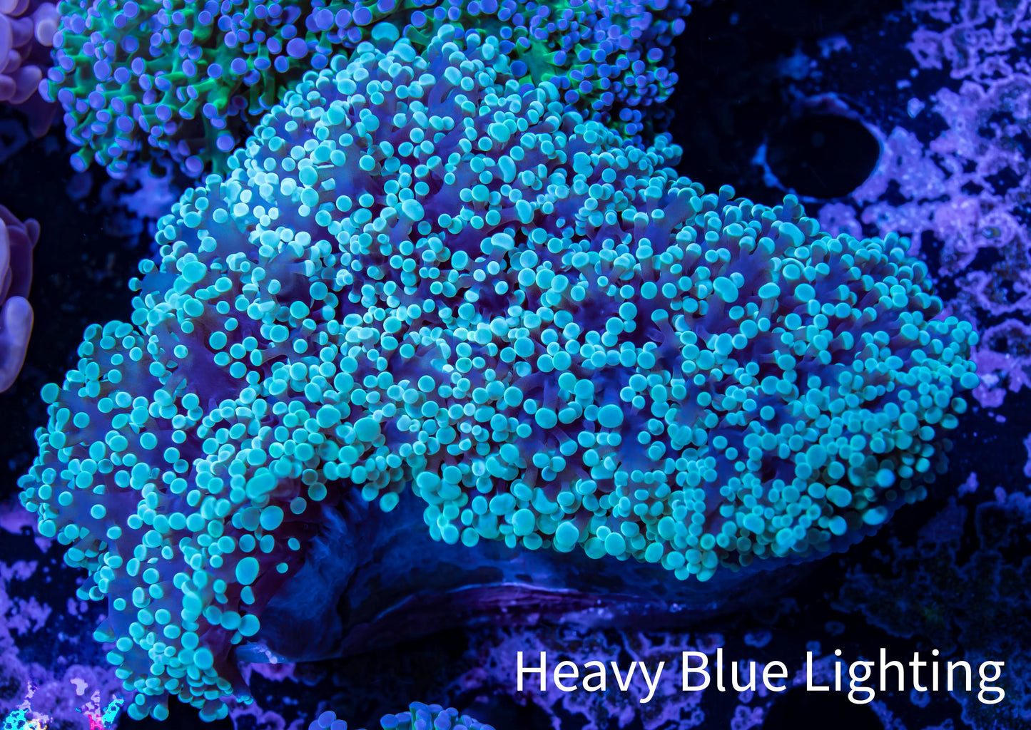 Frogspawn Coral - WYSIWYG 10cm C2R5B1 Frogspawn Coral - WYSIWYG 10cm C2R5B1 LPS Frogspawn Coral - WYSIWYG 10cm C2R5B1 Zeo Box Reef