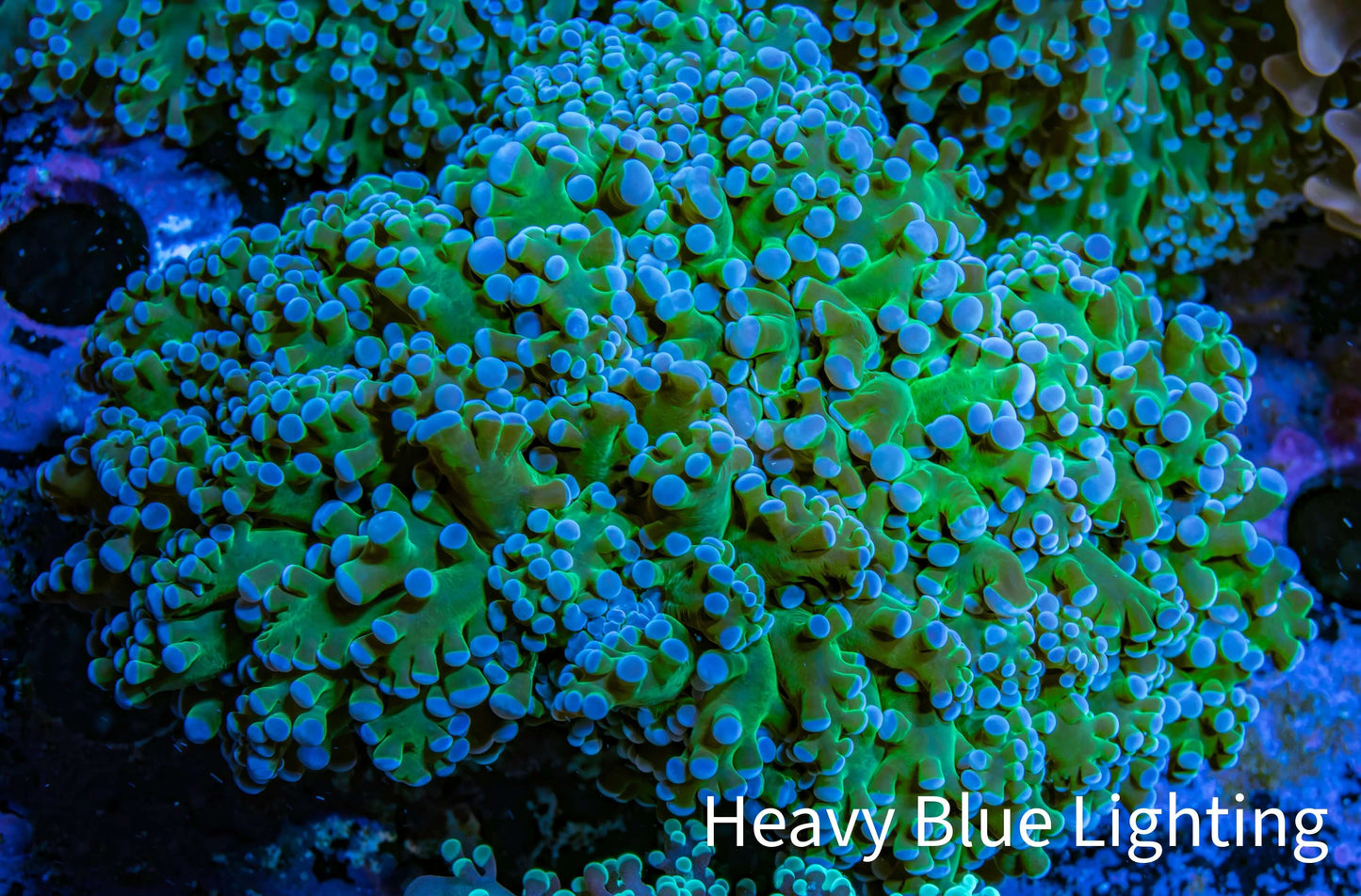 Frogspawn Coral - WYSIWYG 10cm C2R5B1 Frogspawn Coral - WYSIWYG 10cm C2R5B1 LPS Frogspawn Coral - WYSIWYG 10cm C2R5B1 Zeo Box Reef