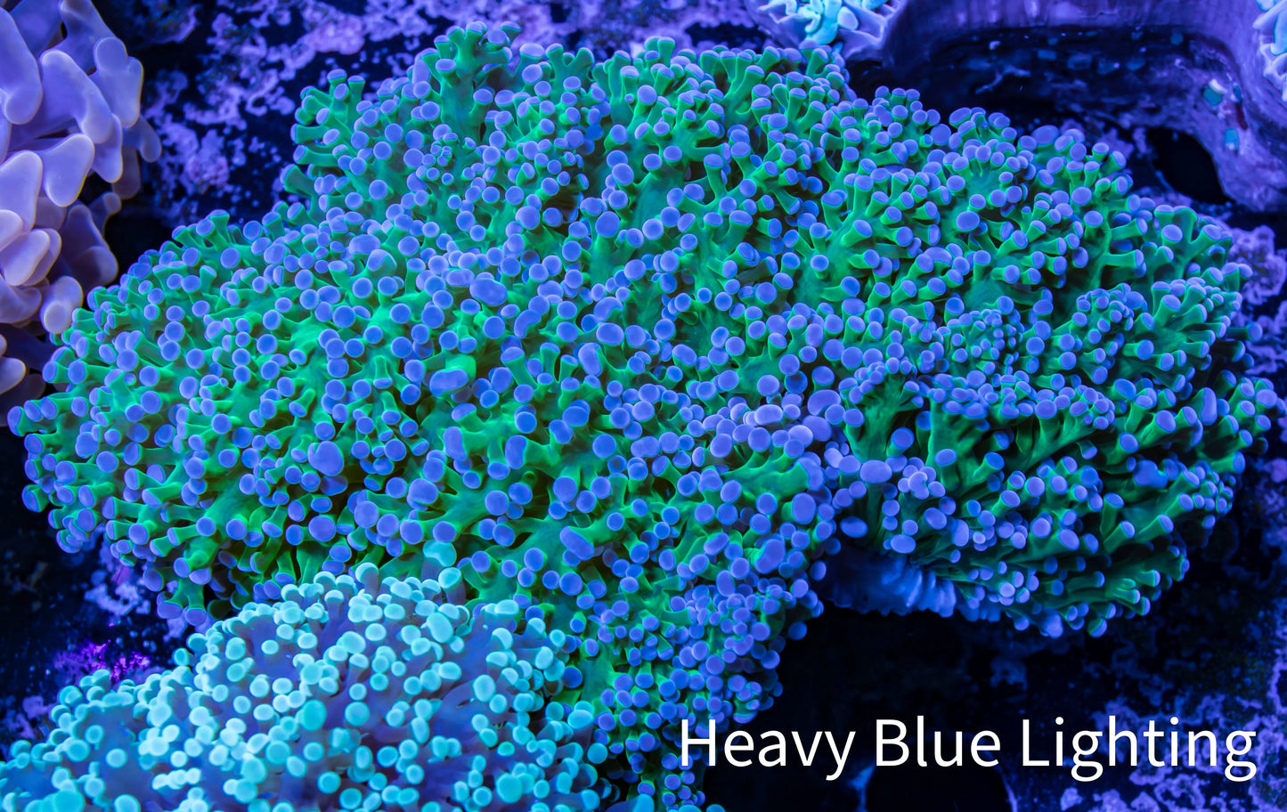 Frogspawn Coral - WYSIWYG 10cm C3R5B1 Frogspawn Coral - WYSIWYG 10cm C3R5B1 LPS Frogspawn Coral - WYSIWYG 10cm C3R5B1 Zeo Box Reef
