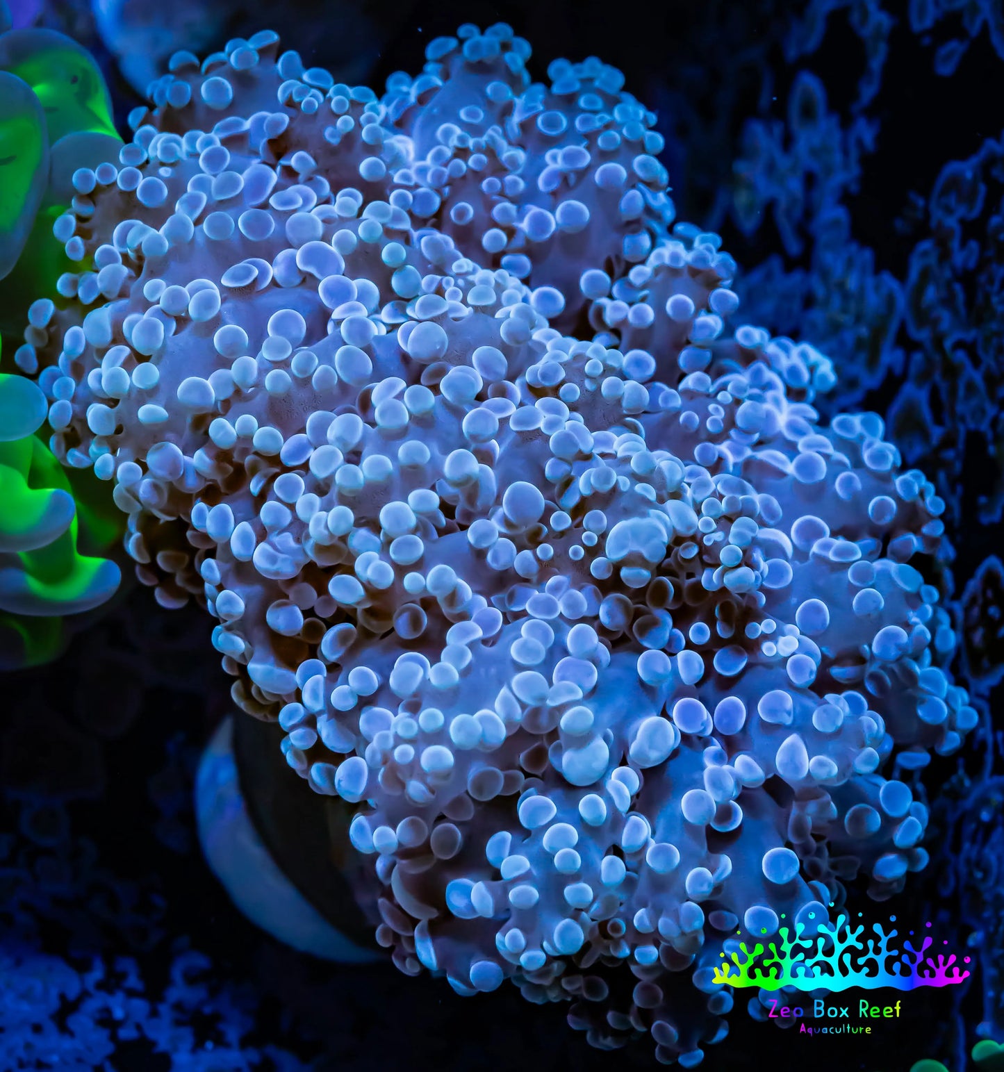 Frogspawn Coral - WYSIWYG 5cm E2R5B1 Frogspawn Coral - WYSIWYG 5cm E2R5B1 LPS Frogspawn Coral - WYSIWYG 5cm E2R5B1 Zeo Box Reef