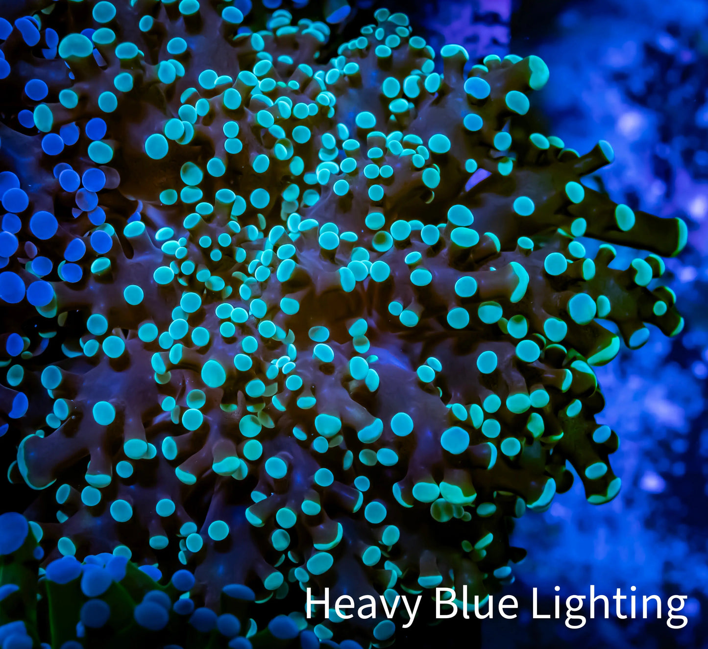 Frogspawn Coral - WYSIWYG 5cm E4R5B1 Frogspawn Coral - WYSIWYG 5cm E4R5B1 LPS Frogspawn Coral - WYSIWYG 5cm E4R5B1 Zeo Box Reef
