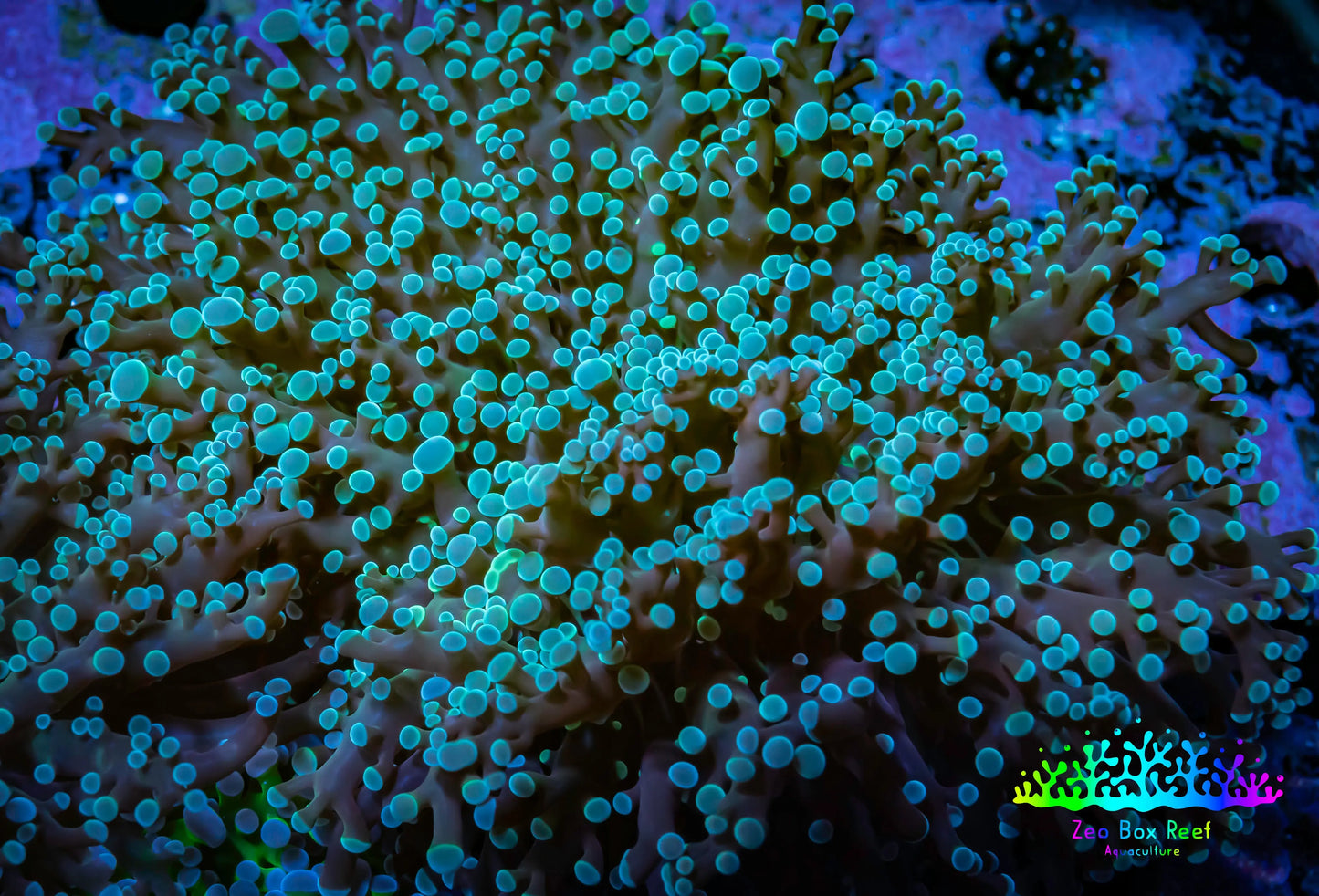 Frogspawn Coral - WYSIWYG 8cm B2R6B1 Frogspawn Coral - WYSIWYG 8cm B2R6B1 LPS Frogspawn Coral - WYSIWYG 8cm B2R6B1 Zeo Box Reef