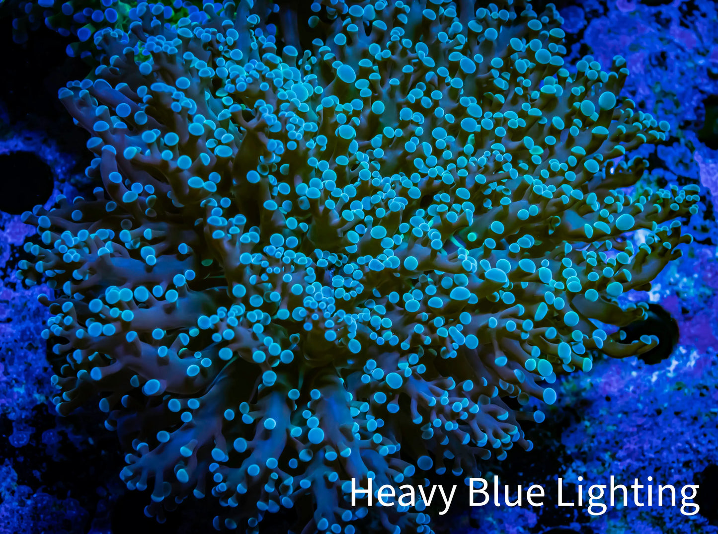 Frogspawn Coral - WYSIWYG 8cm C3R6B1 Frogspawn Coral - WYSIWYG 8cm C3R6B1 LPS Frogspawn Coral - WYSIWYG 8cm C3R6B1 Zeo Box Reef