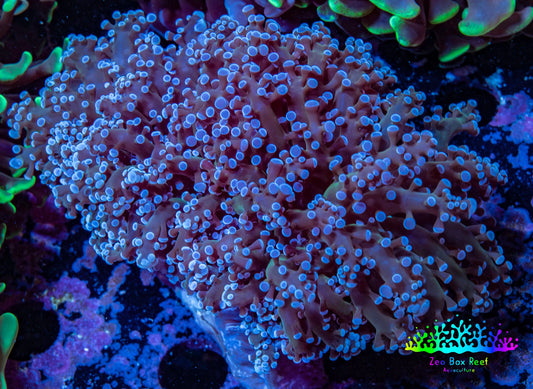 Frogspawn Coral -  WYSIWYG 8cm  C4R5B1 Frogspawn Coral -  WYSIWYG 8cm  C4R5B1 LPS Frogspawn Coral -  WYSIWYG 8cm  C4R5B1 Zeo Box Reef