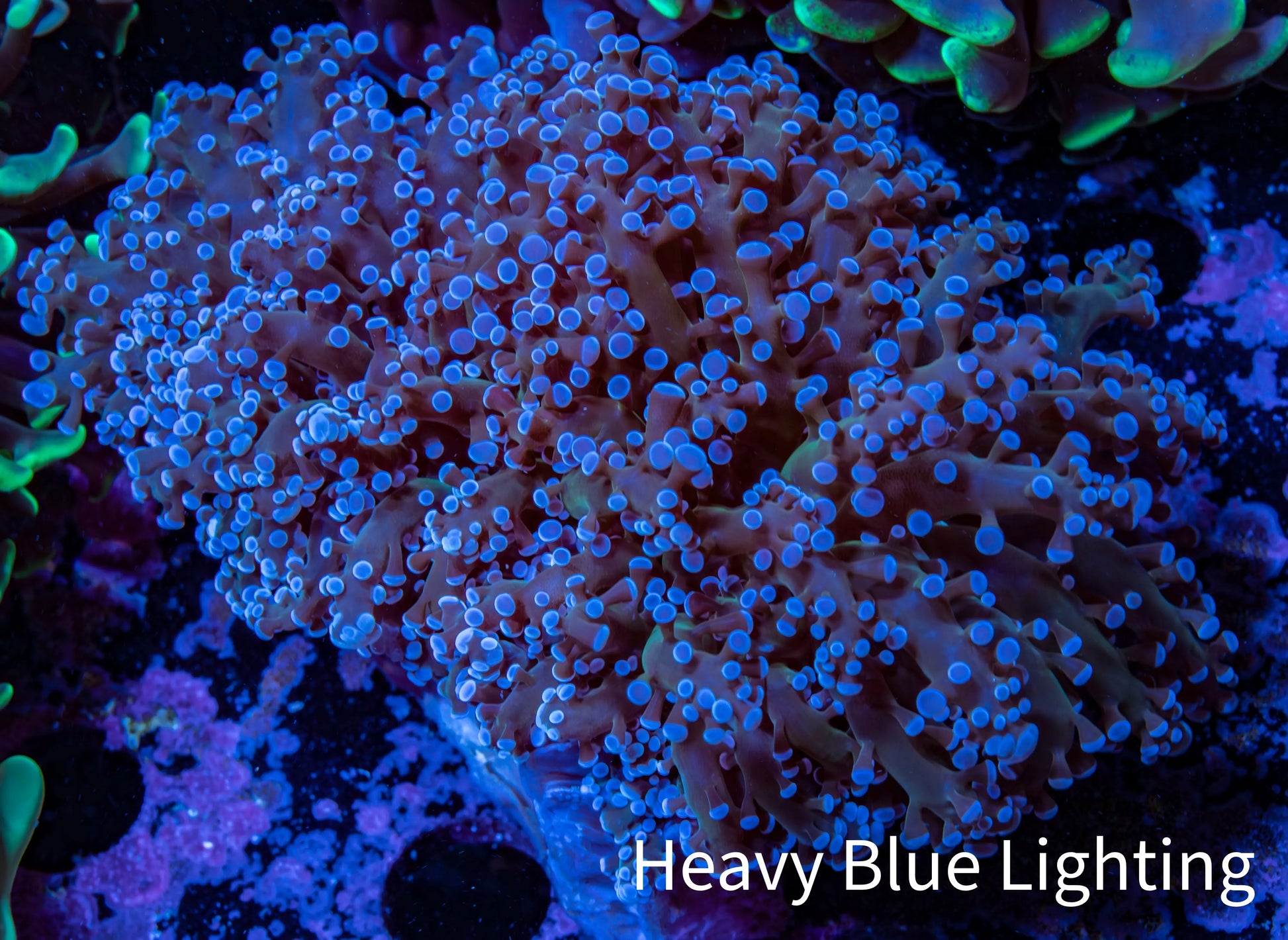 Frogspawn Coral -  WYSIWYG 8cm  C4R5B1 Frogspawn Coral -  WYSIWYG 8cm  C4R5B1 LPS Frogspawn Coral -  WYSIWYG 8cm  C4R5B1 Zeo Box Reef