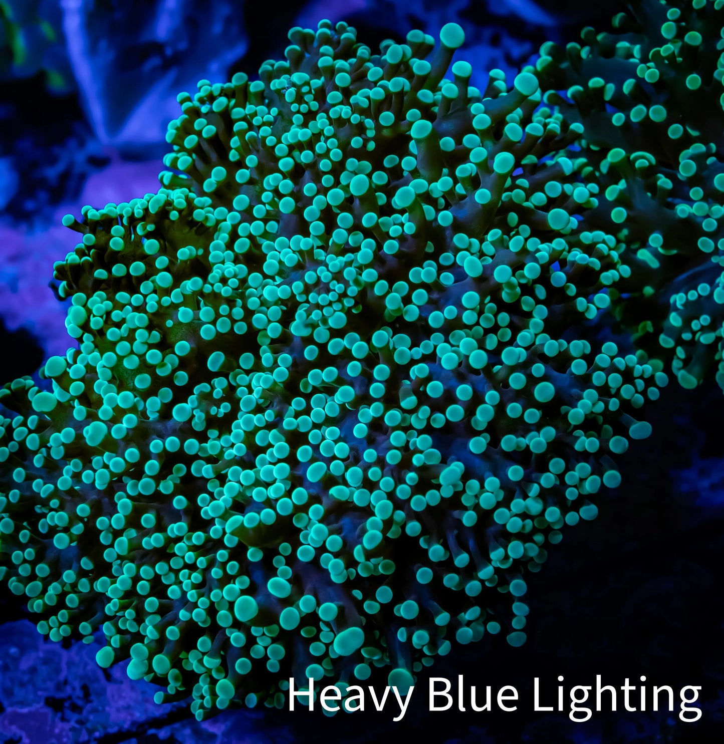 Frogspawn Coral - WYSIWYG 8cm D3R5B1 Frogspawn Coral - WYSIWYG 8cm D3R5B1 LPS Frogspawn Coral - WYSIWYG 8cm D3R5B1 Zeo Box Reef