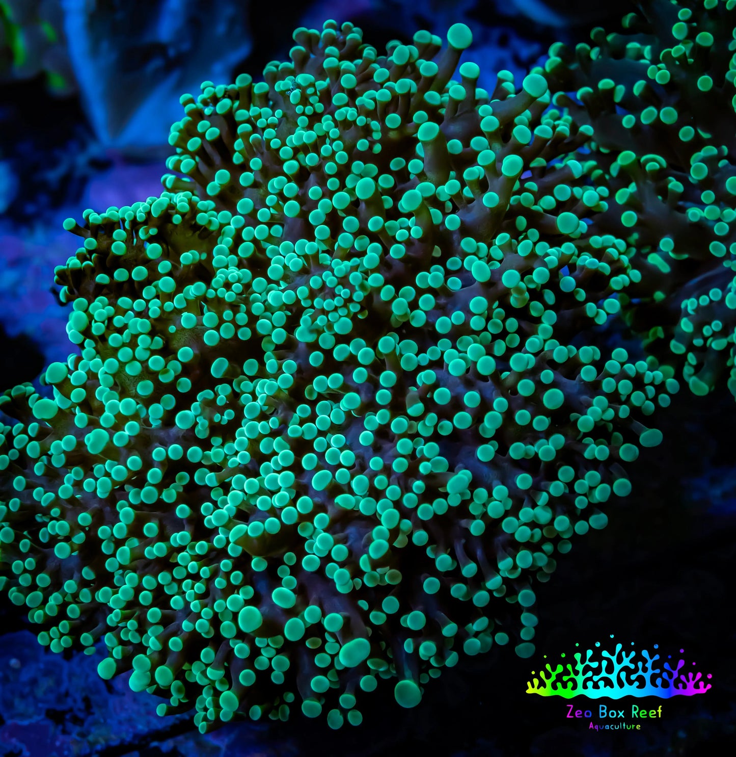 Frogspawn Coral - WYSIWYG 8cm D3R5B1 Frogspawn Coral - WYSIWYG 8cm D3R5B1 LPS Frogspawn Coral - WYSIWYG 8cm D3R5B1 Zeo Box Reef