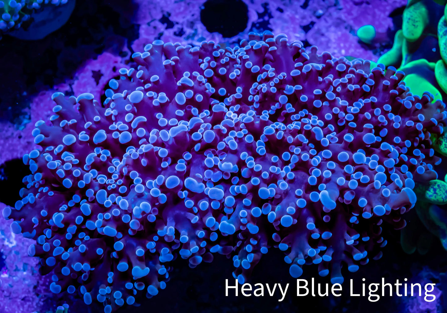 Frogspawn Coral - WYSIWYG 9cm B3R6B1 Frogspawn Coral - WYSIWYG 9cm B3R6B1 LPS Frogspawn Coral - WYSIWYG 9cm B3R6B1 Zeo Box Reef