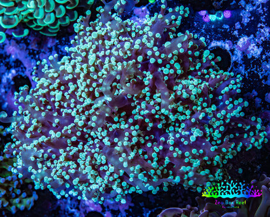 Frogspawn Coral -  WYSIWYG 9cm  C4R5B1 Frogspawn Coral -  WYSIWYG 9cm  C4R5B1 LPS Frogspawn Coral -  WYSIWYG 9cm  C4R5B1 Zeo Box Reef