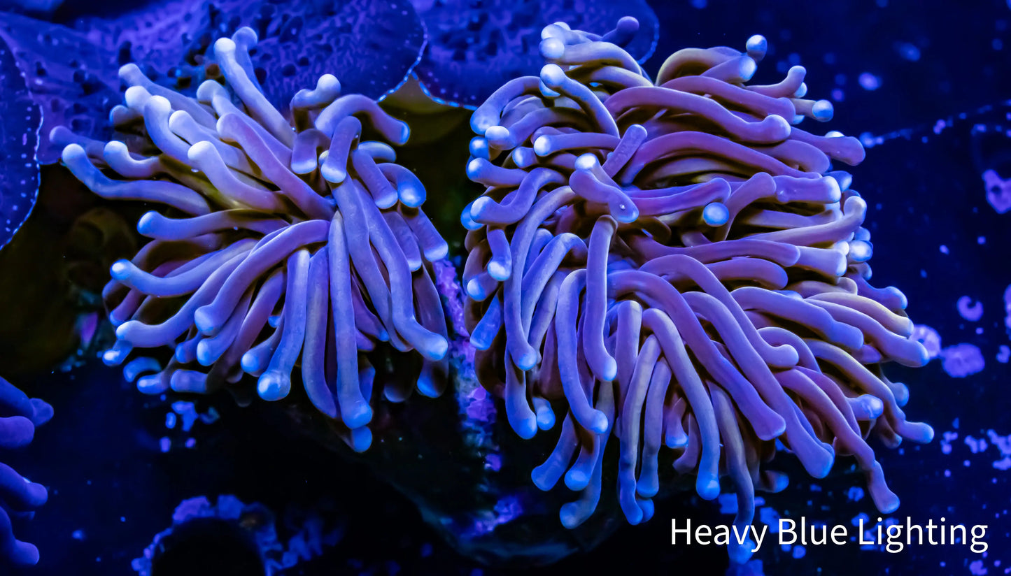 Gold Bar Torch Coral - 7cm - WYSIWYG Gold Bar Torch Coral - 7cm - WYSIWYG LPS Gold Bar Torch Coral - 7cm - WYSIWYG Zeo Box Reef